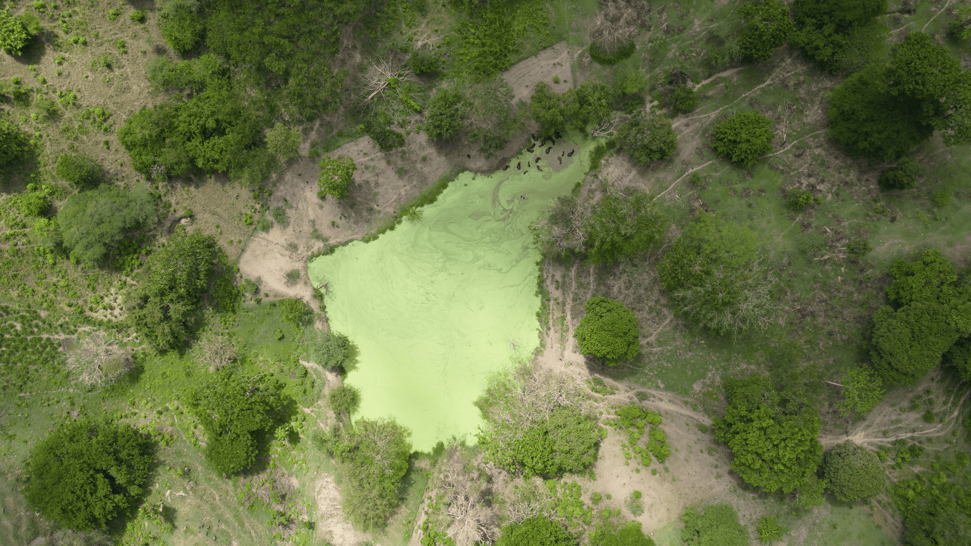 Lago verde