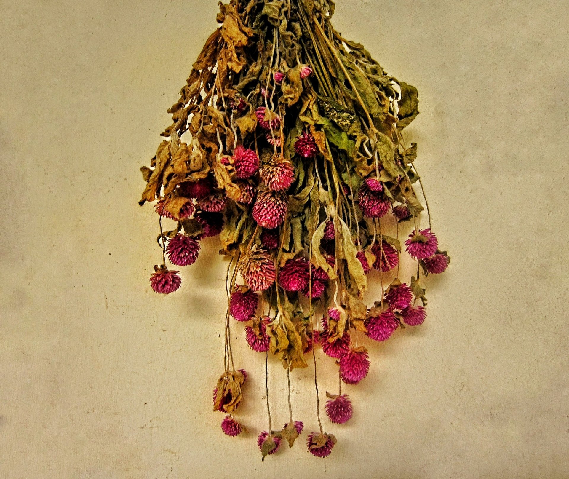 Natural purple amaranth globe,hang to dry it 