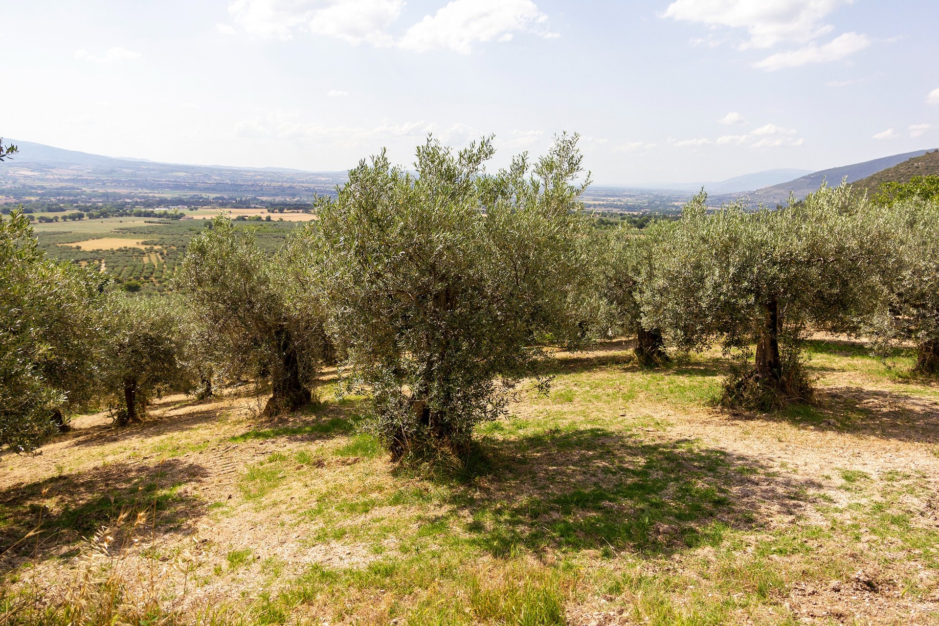 gray computer monitor