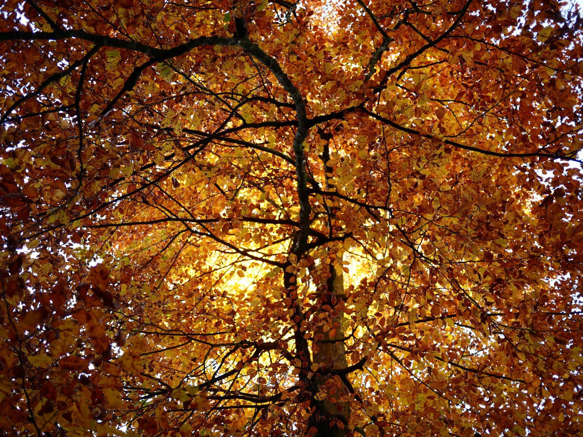 woman wearing yellow long-sleeved dress under white clouds and blue sky during daytime