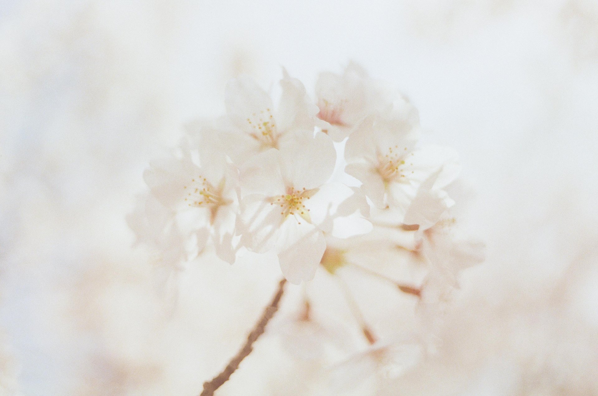 a single orange flower with a blurry background