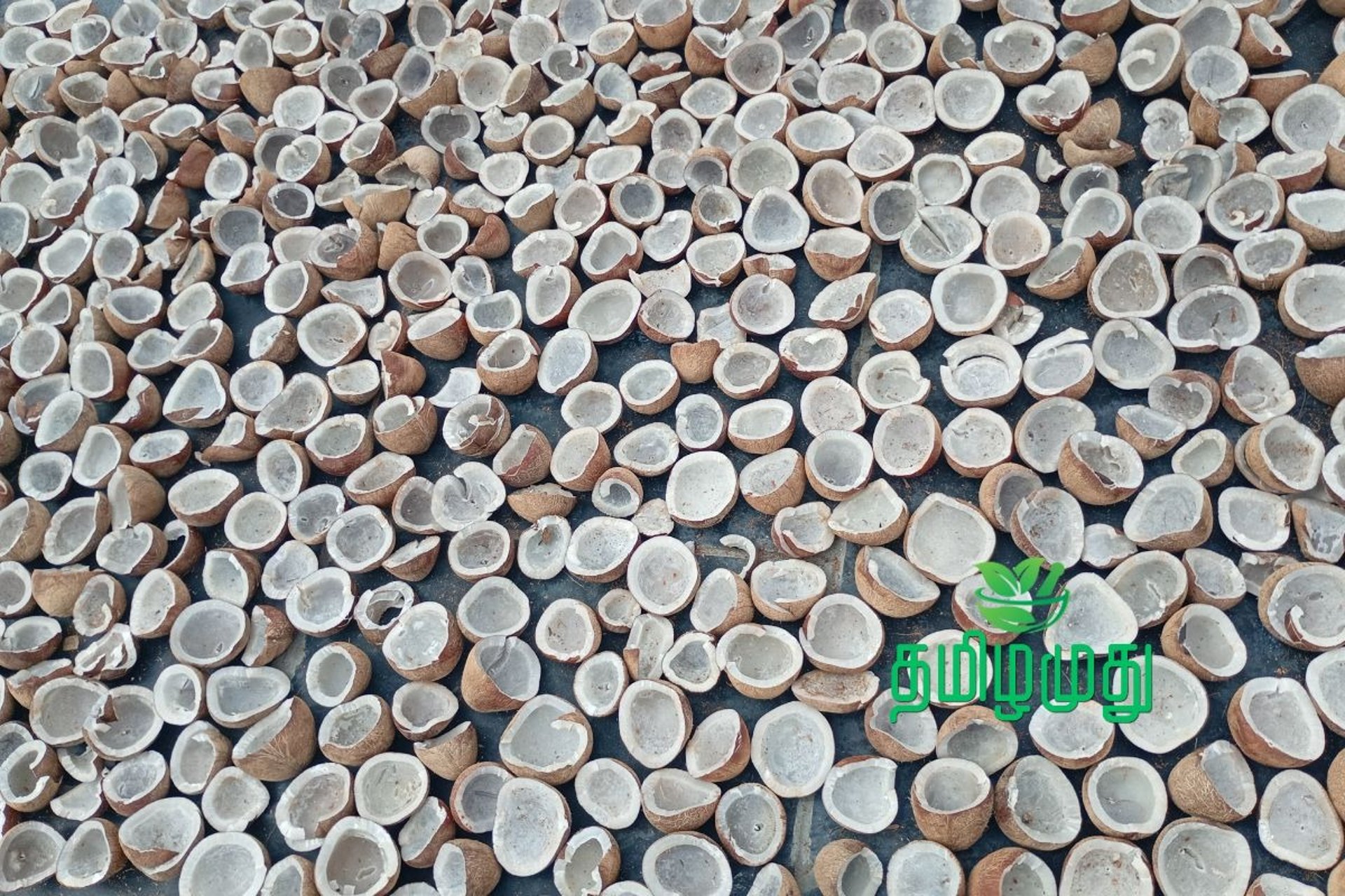 Solar dried copra for Tamilamuthu Pollachi cold pressed coconut oil