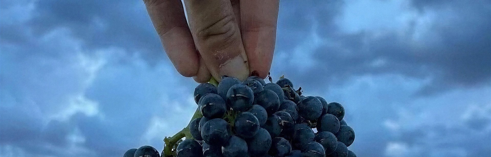 Cris A. Works- Eduardo Imberti Logo Case Study Banner- (Desktop)