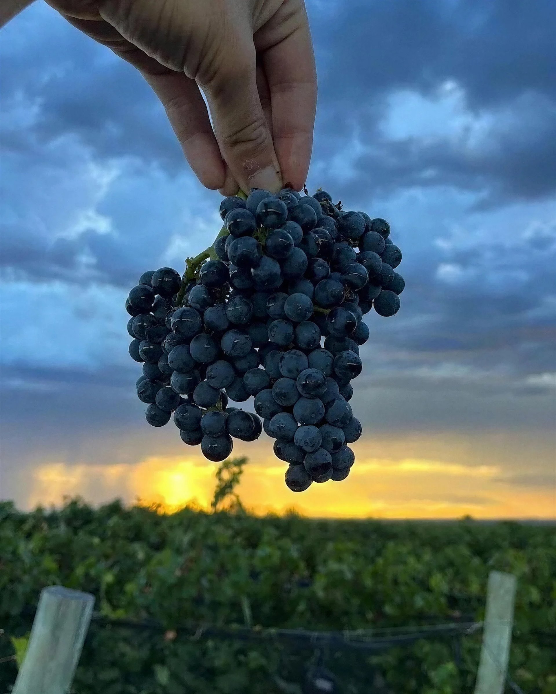 Cris A. Works- Eduardo Imberti Logo Case Study Banner- (Mobile)