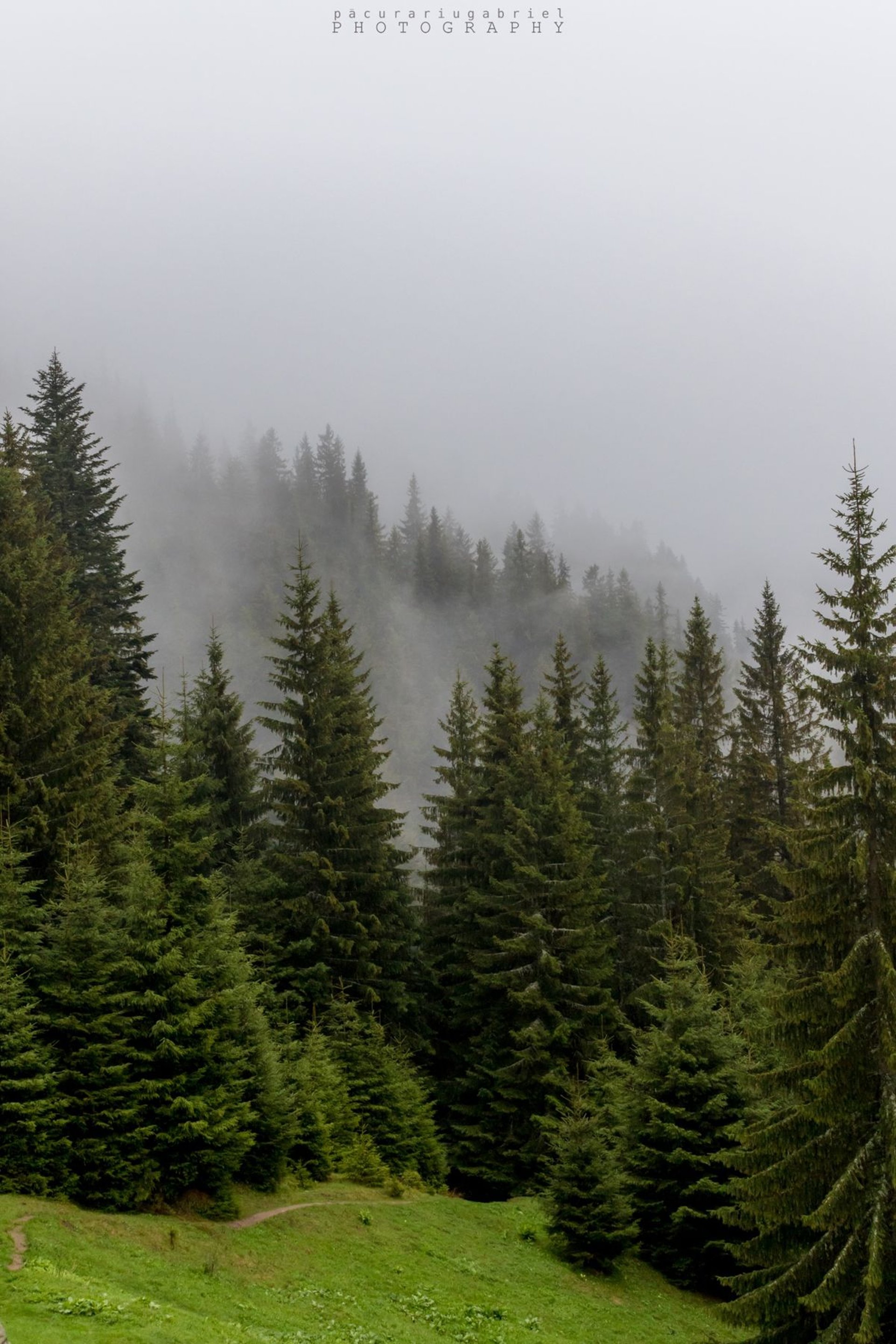 black and brown leather padded tub sofa
