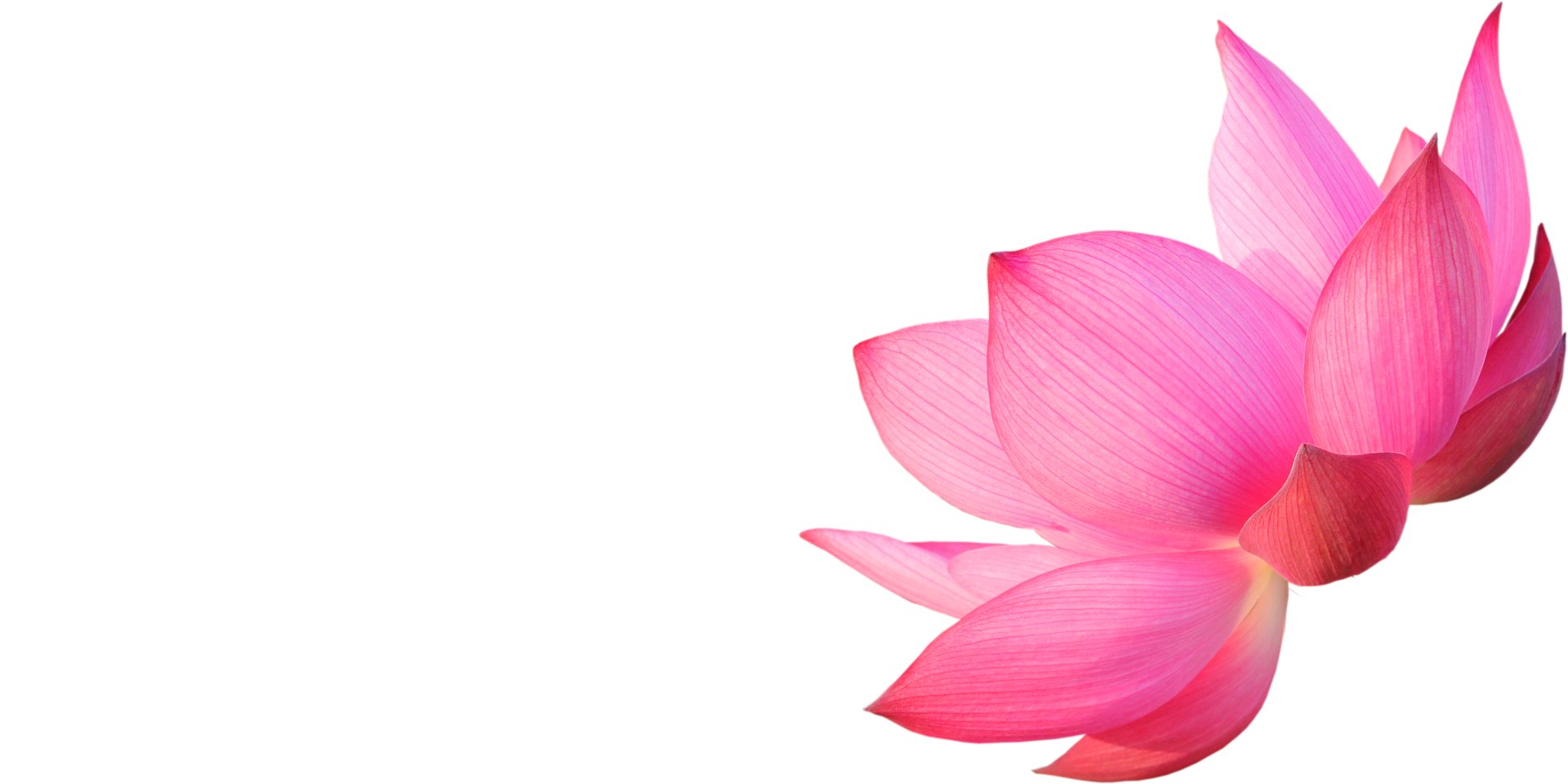 pink lotus flower in bloom