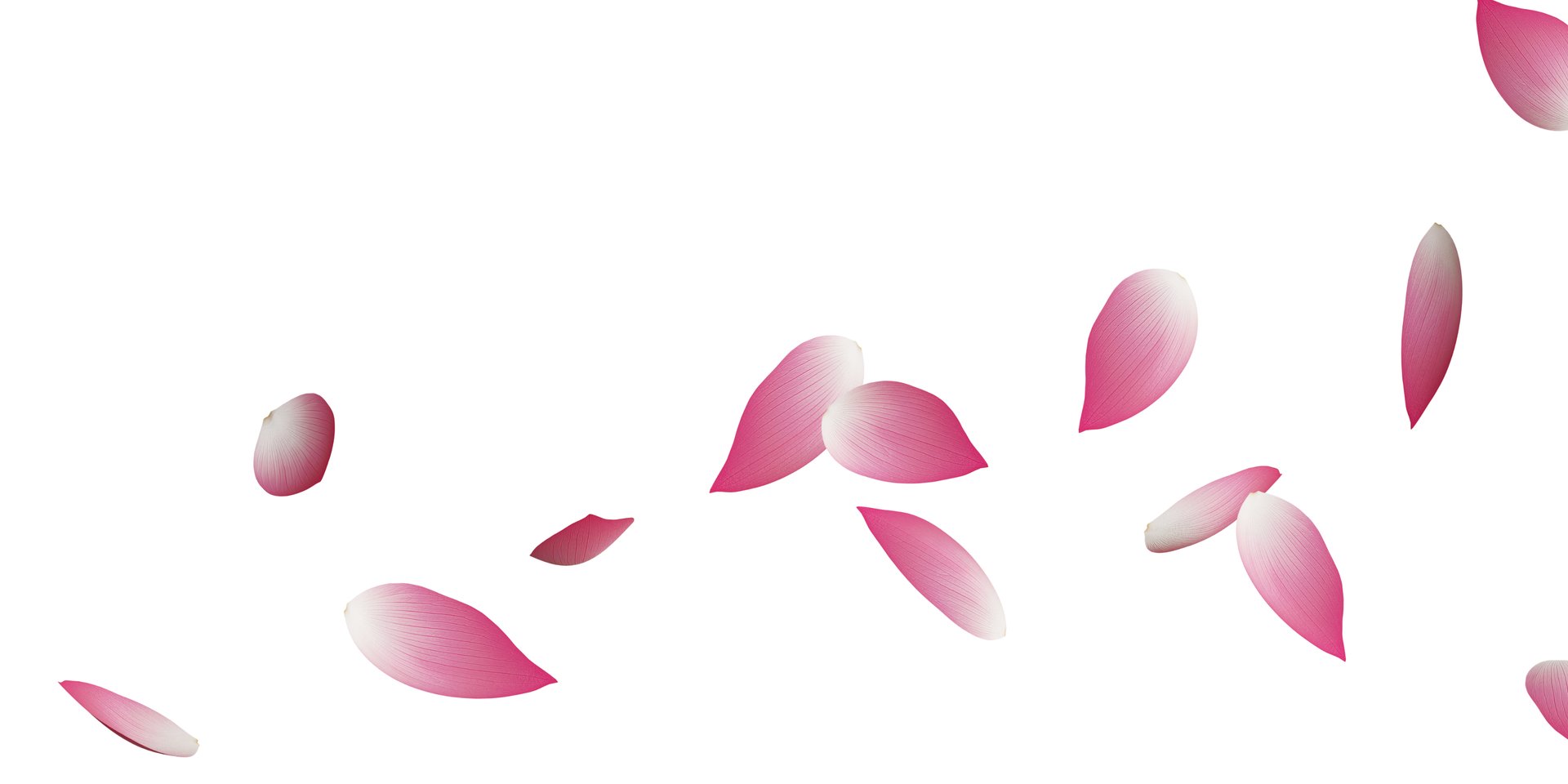 white lotus flower in bloom during daytime