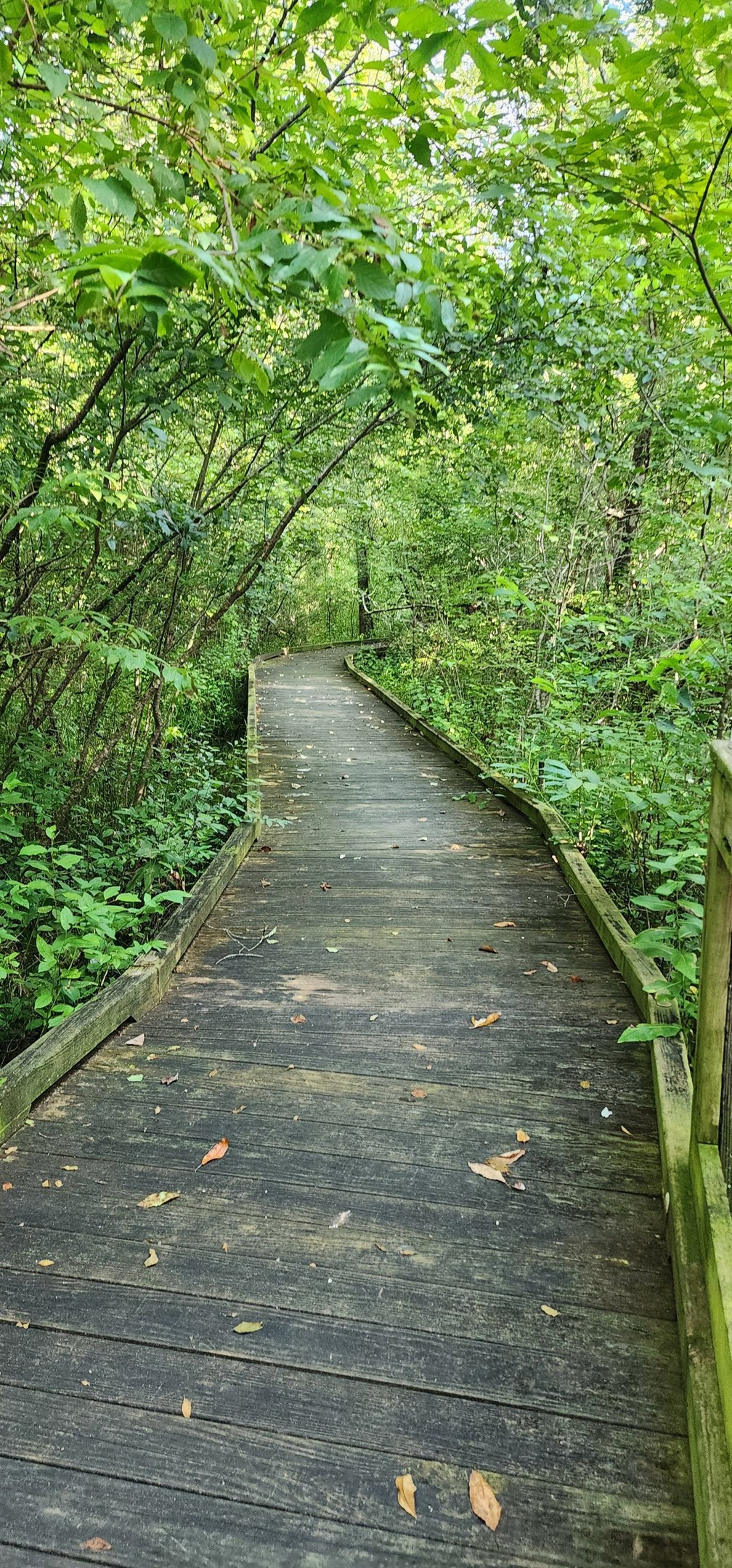 purple flowers near green trees and river during daytime