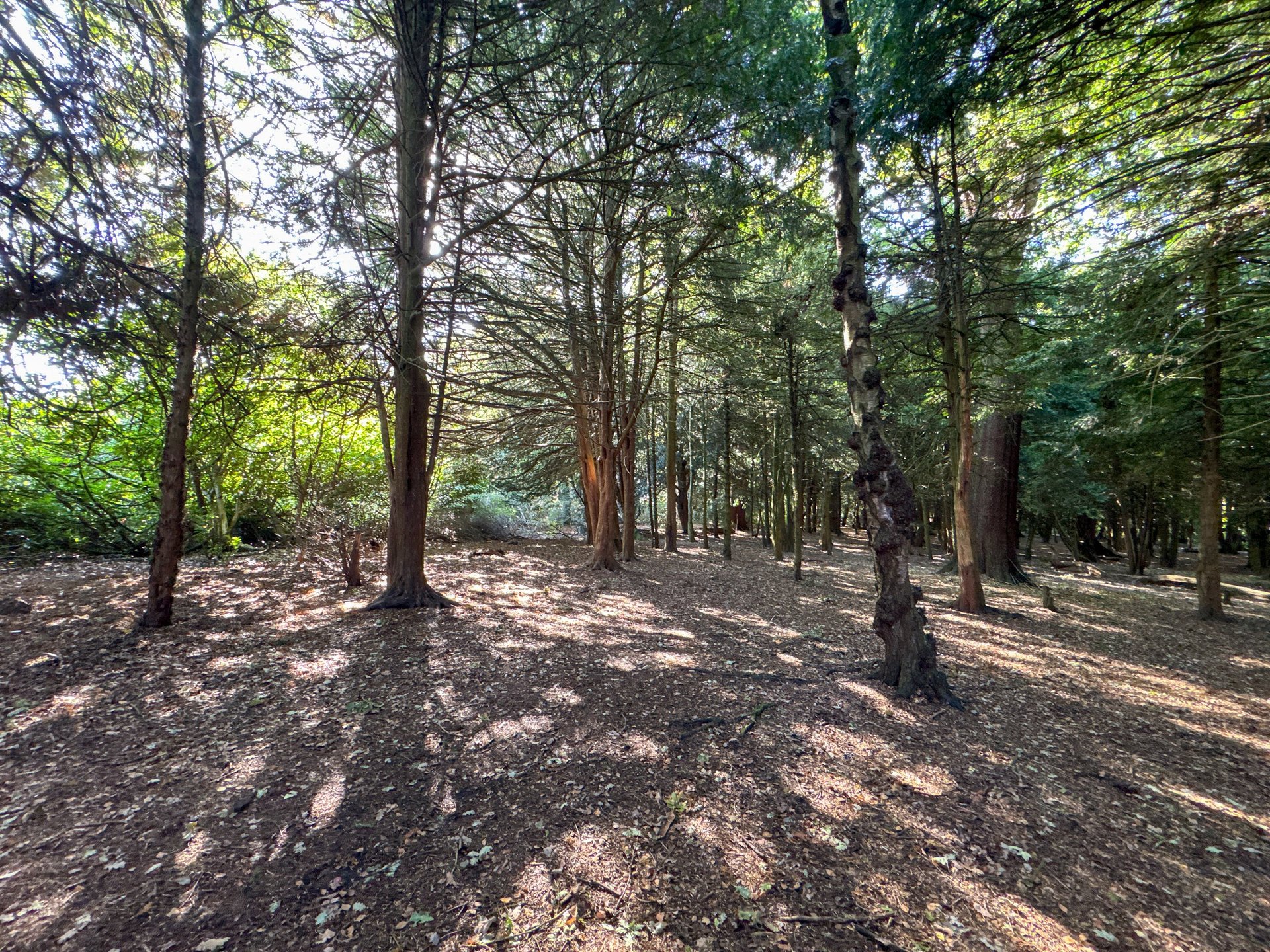 person holding camera in forest
