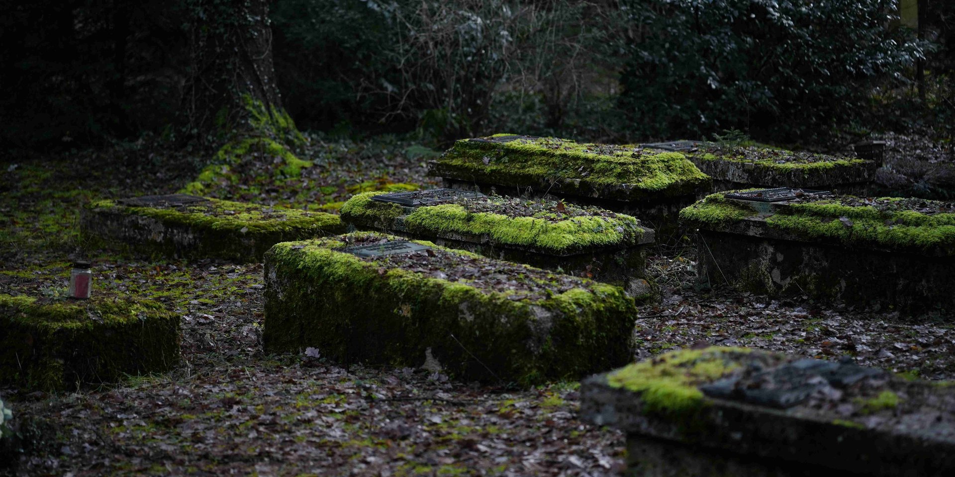 Graveyard in woods: pondering life, death, and the compost cycle, surrounded by lush forest
