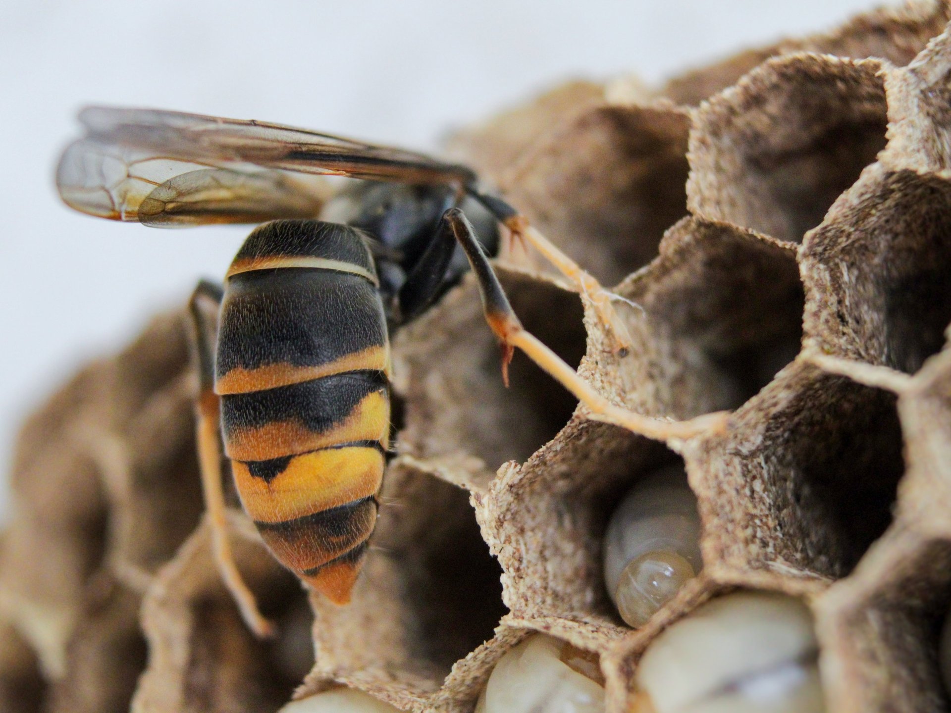 A couple of bees sitting on top of a table