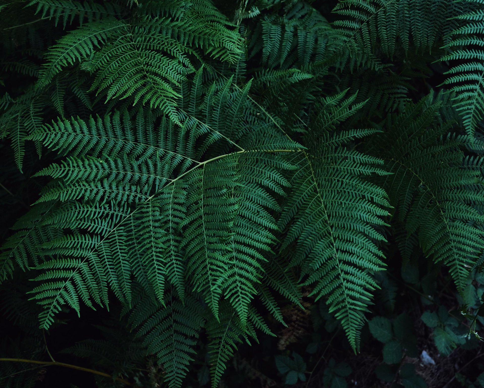 photo of green fern plant