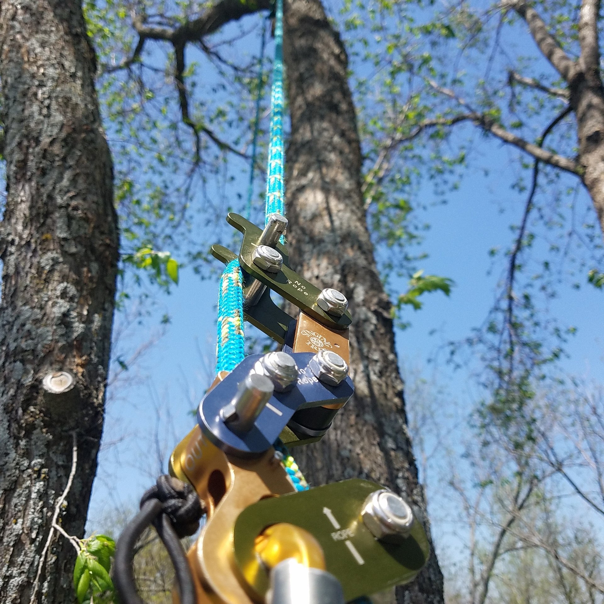 tree pruning in Lawrence KS