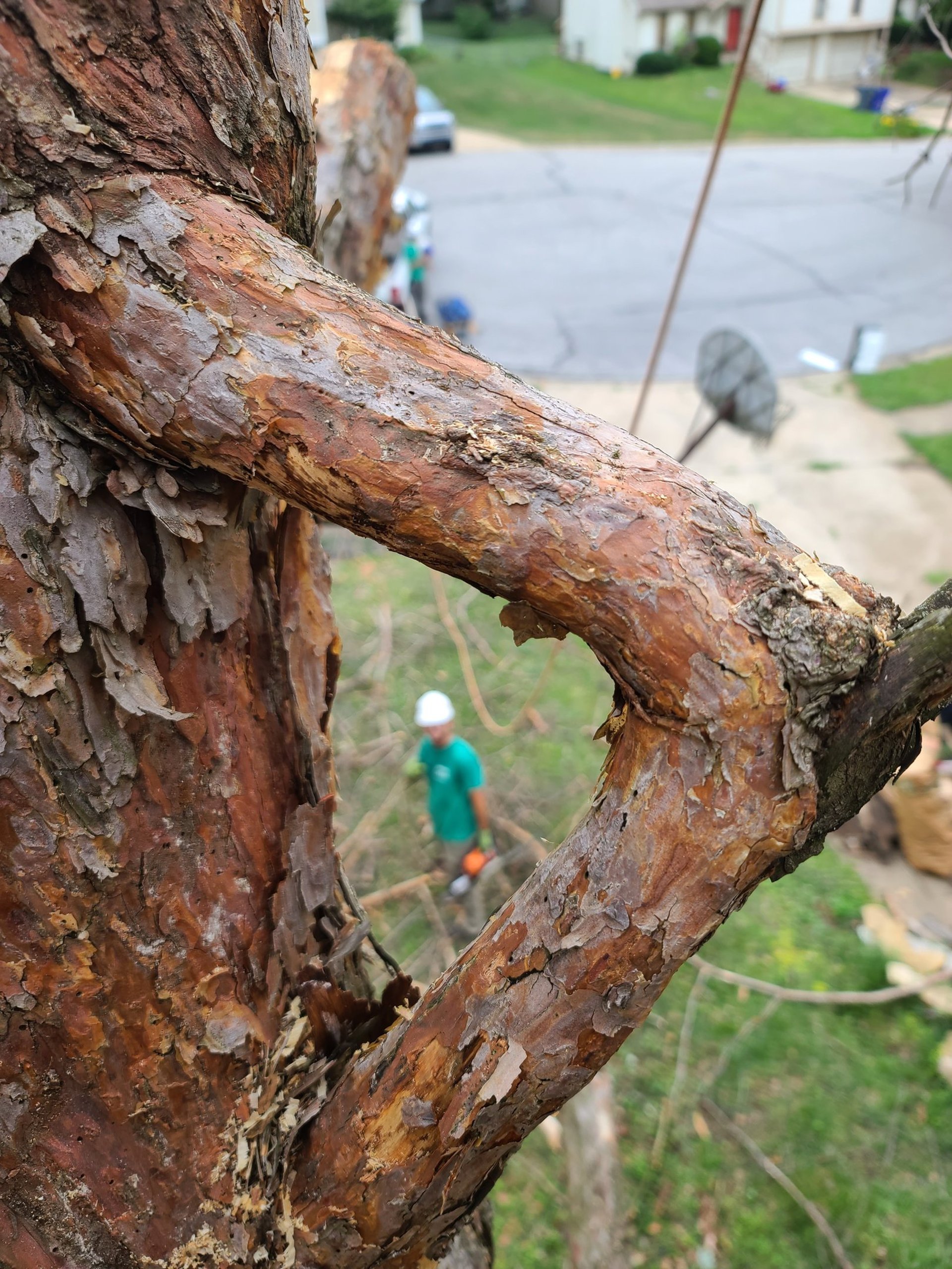 pine prune in Lawrence, KS