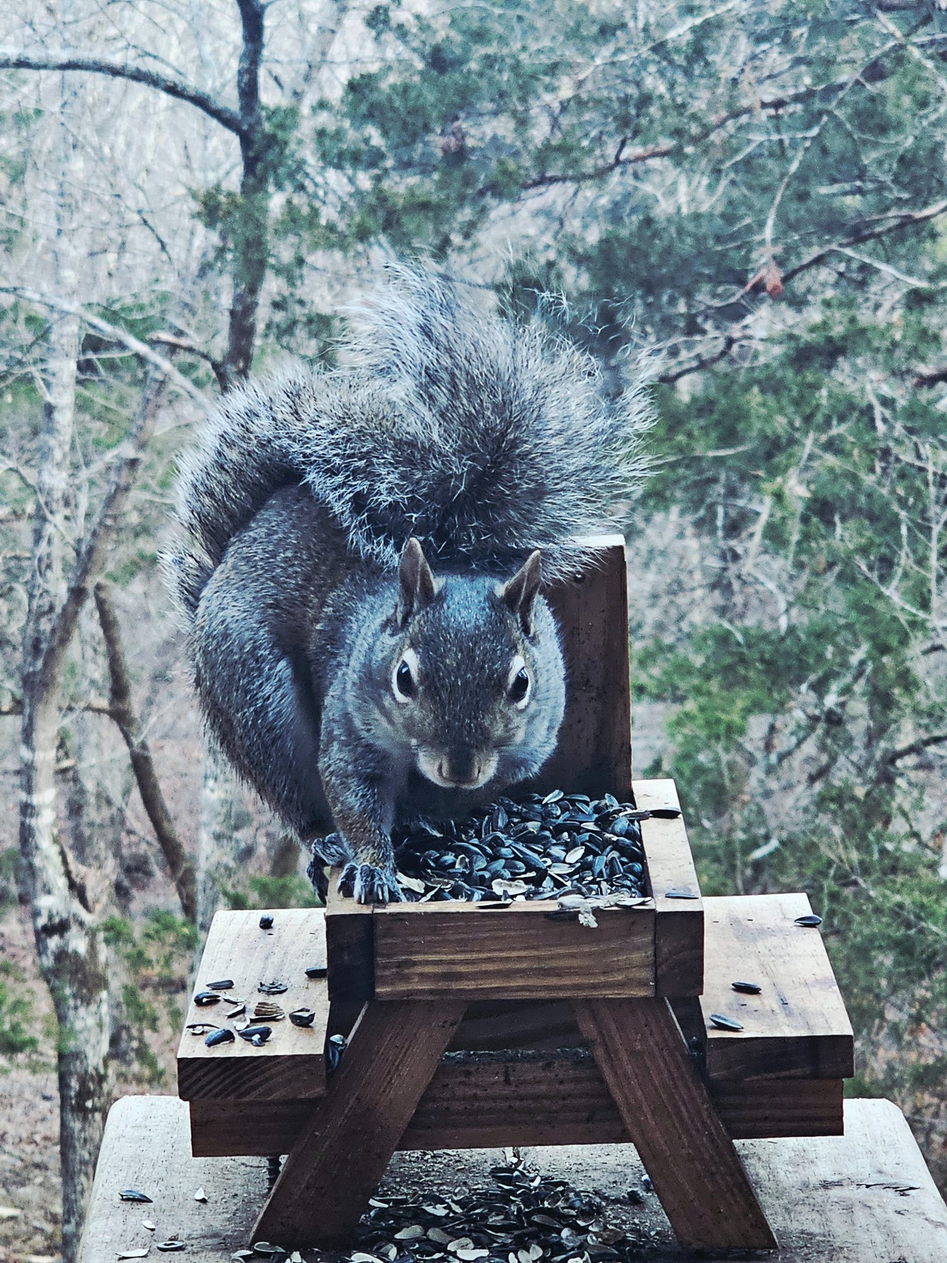 DM Tree work truck for Overland park Kansas and surrounding areas