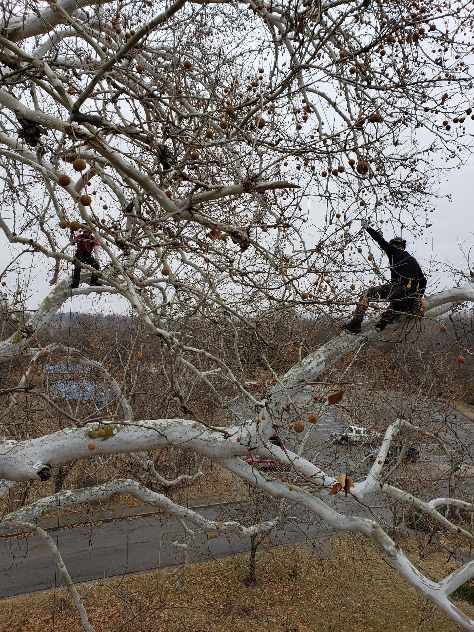 tree pruning in Paola, KS