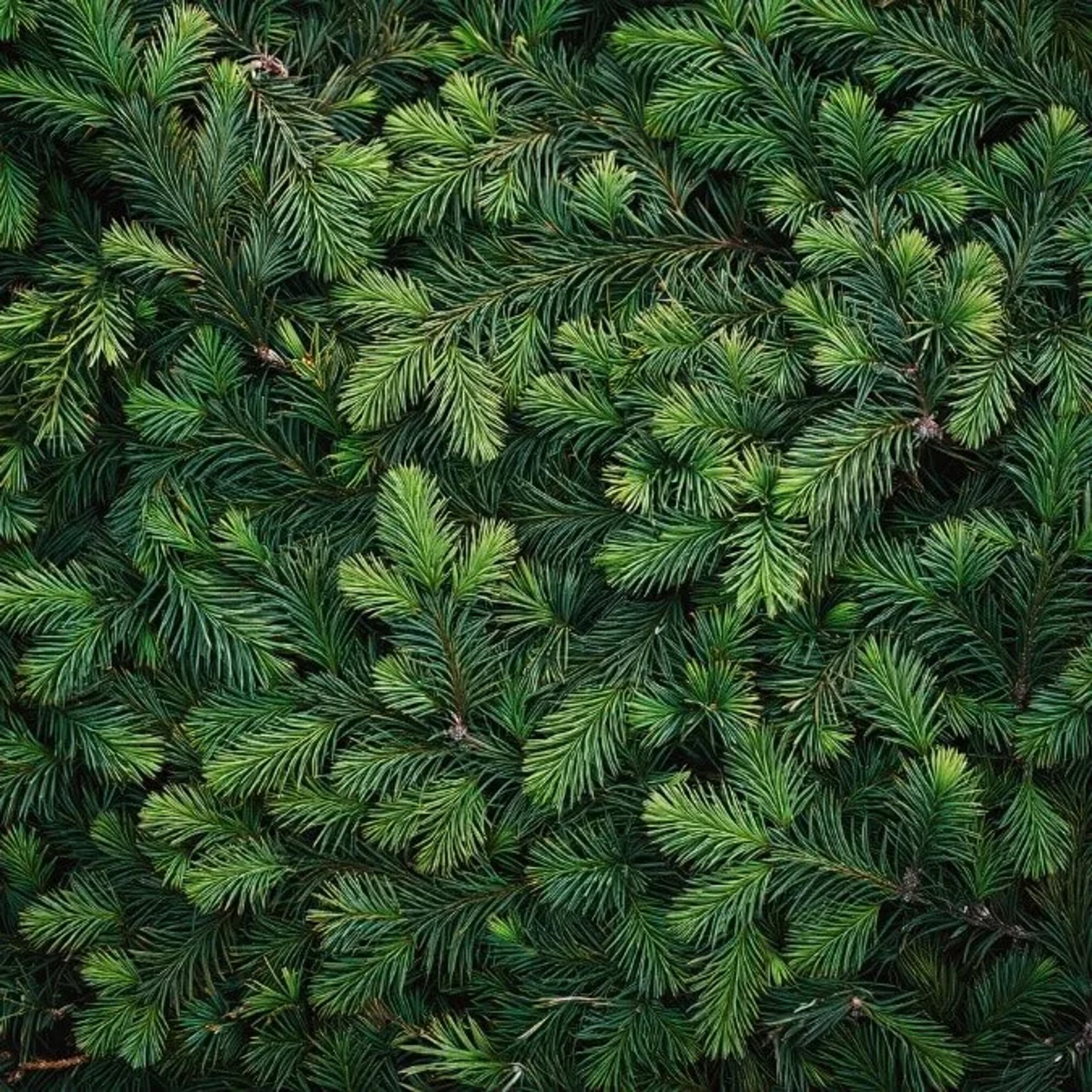 juniper bonsai tree leaves