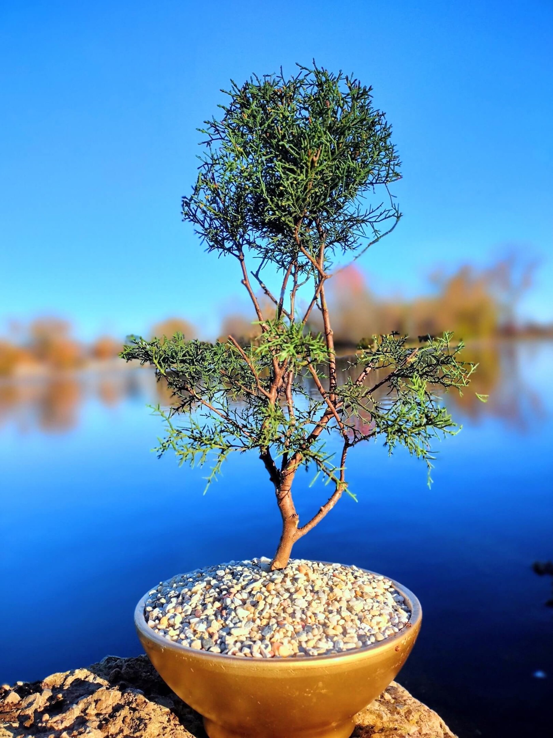 superior bonsai tree in front of pond in Huntsville al