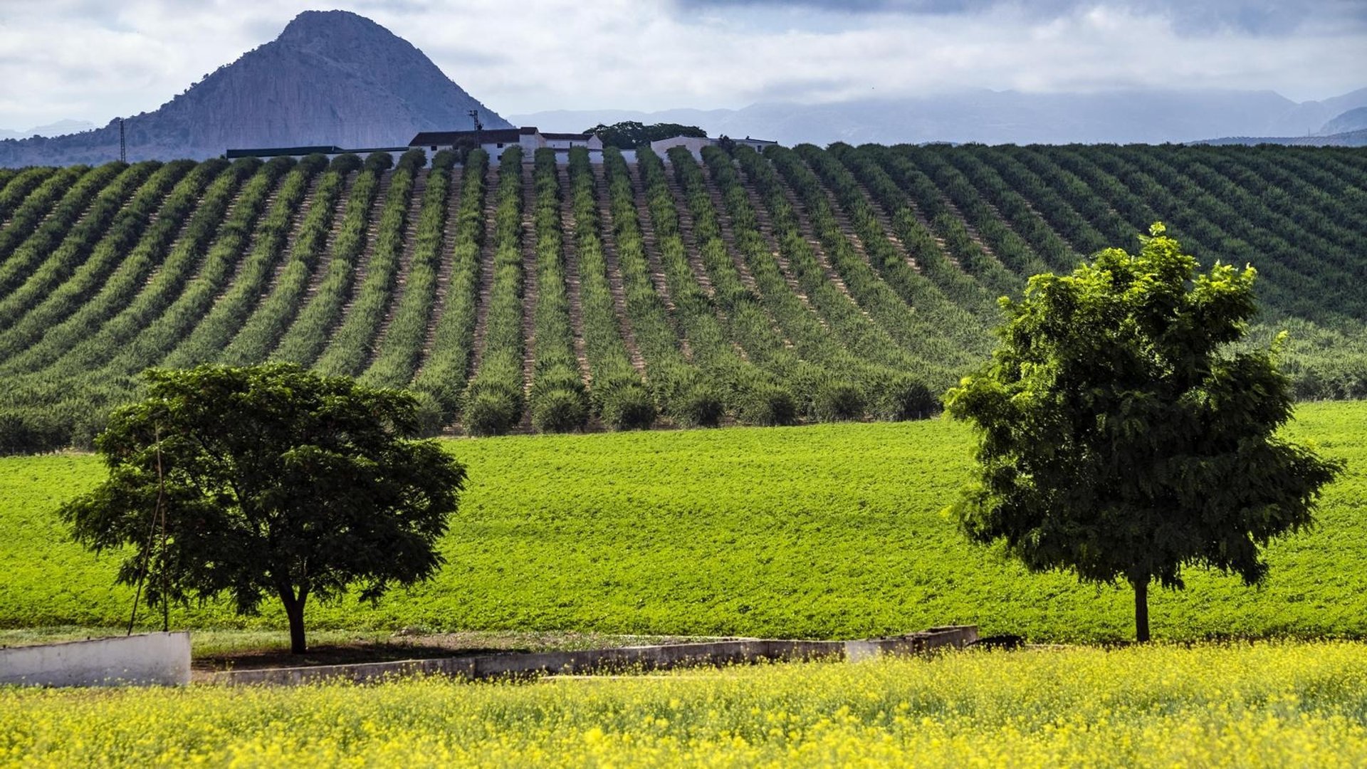 black blue and yellow textile