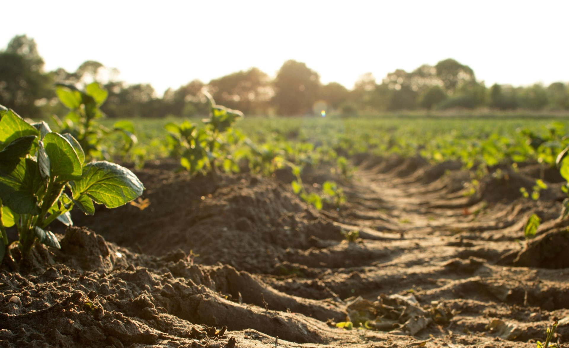 Campi coltivati dell'azienda agricola biologica Radisa