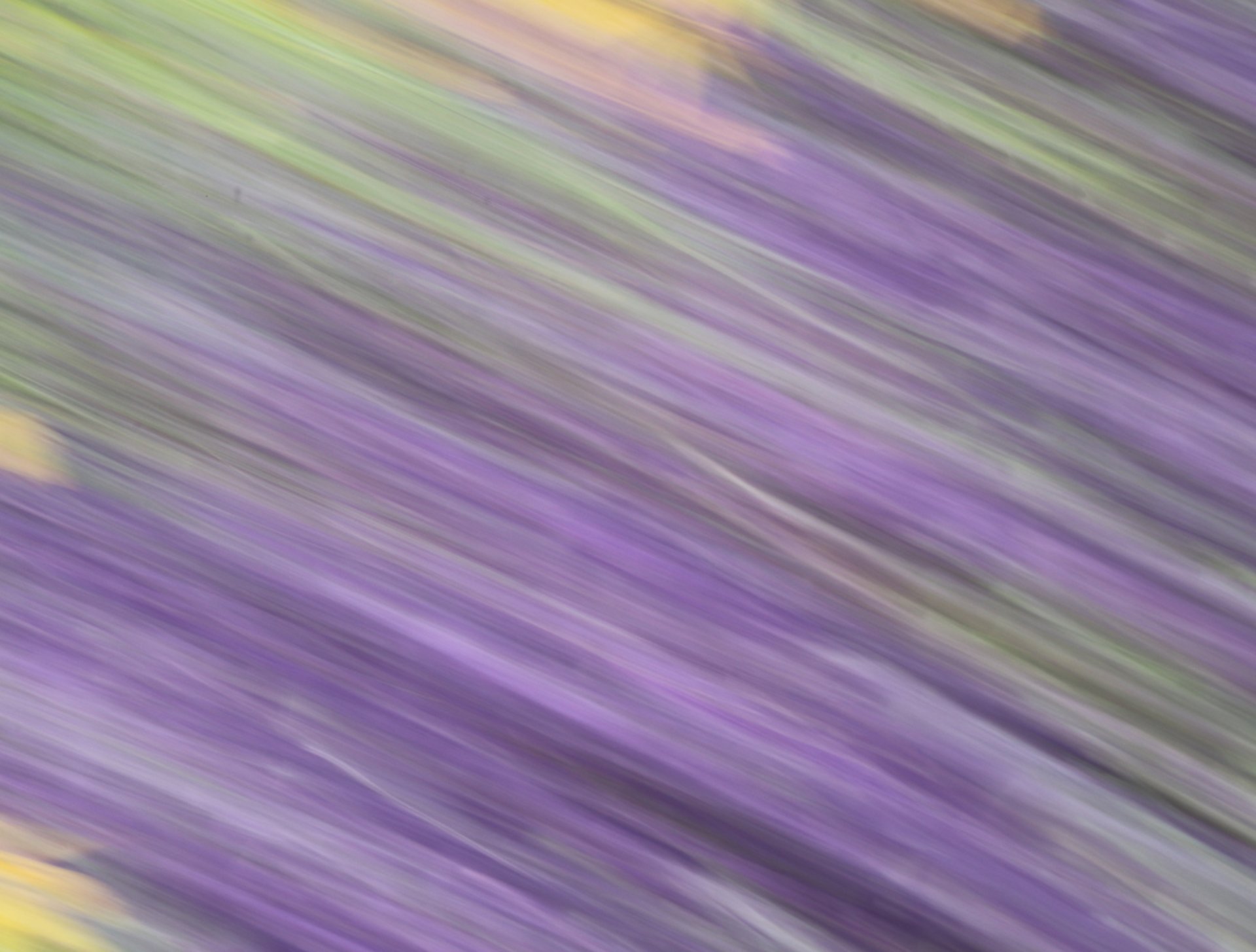 purple-petaled flower