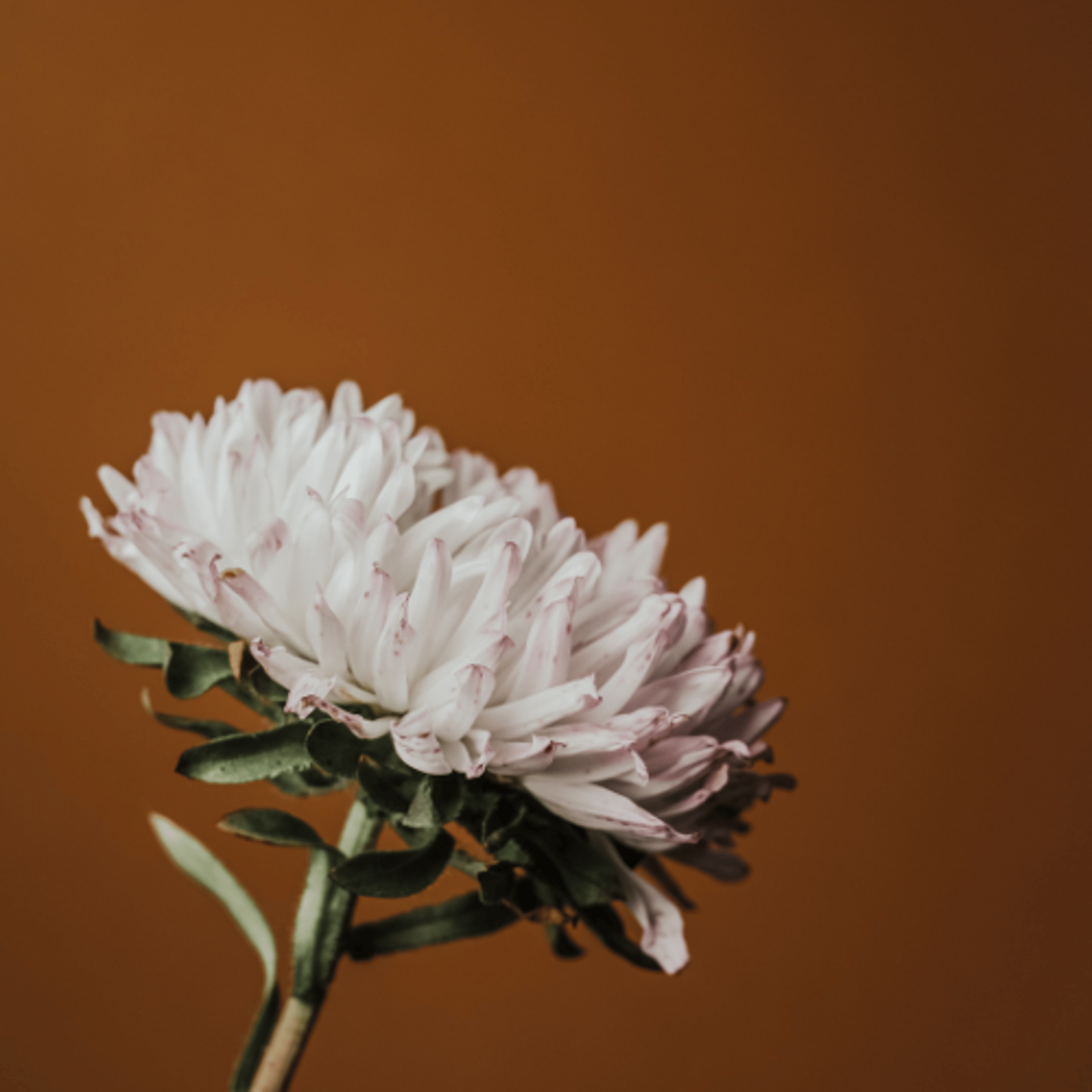 brown plant in close up photography