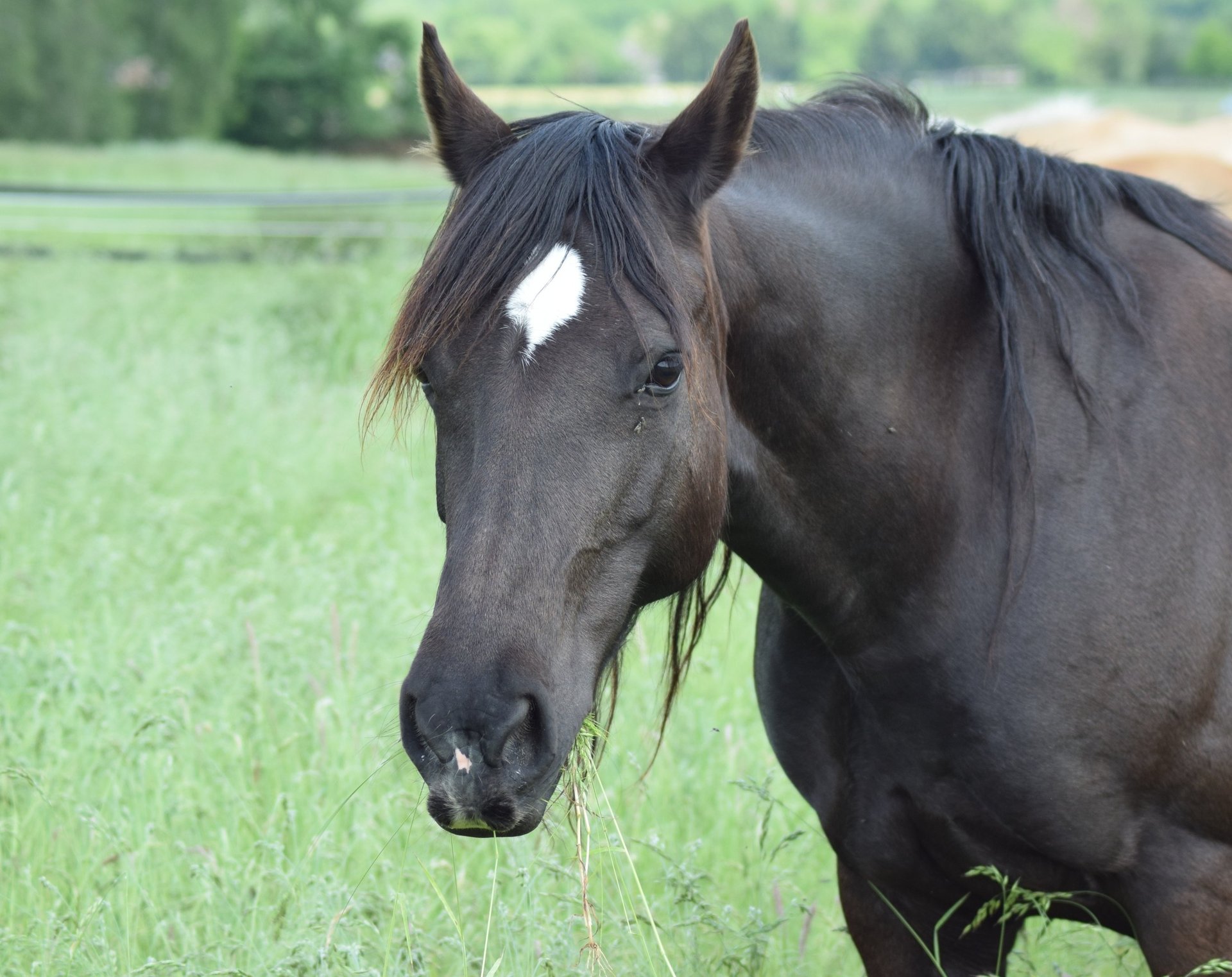 black and brown leather padded tub sofa