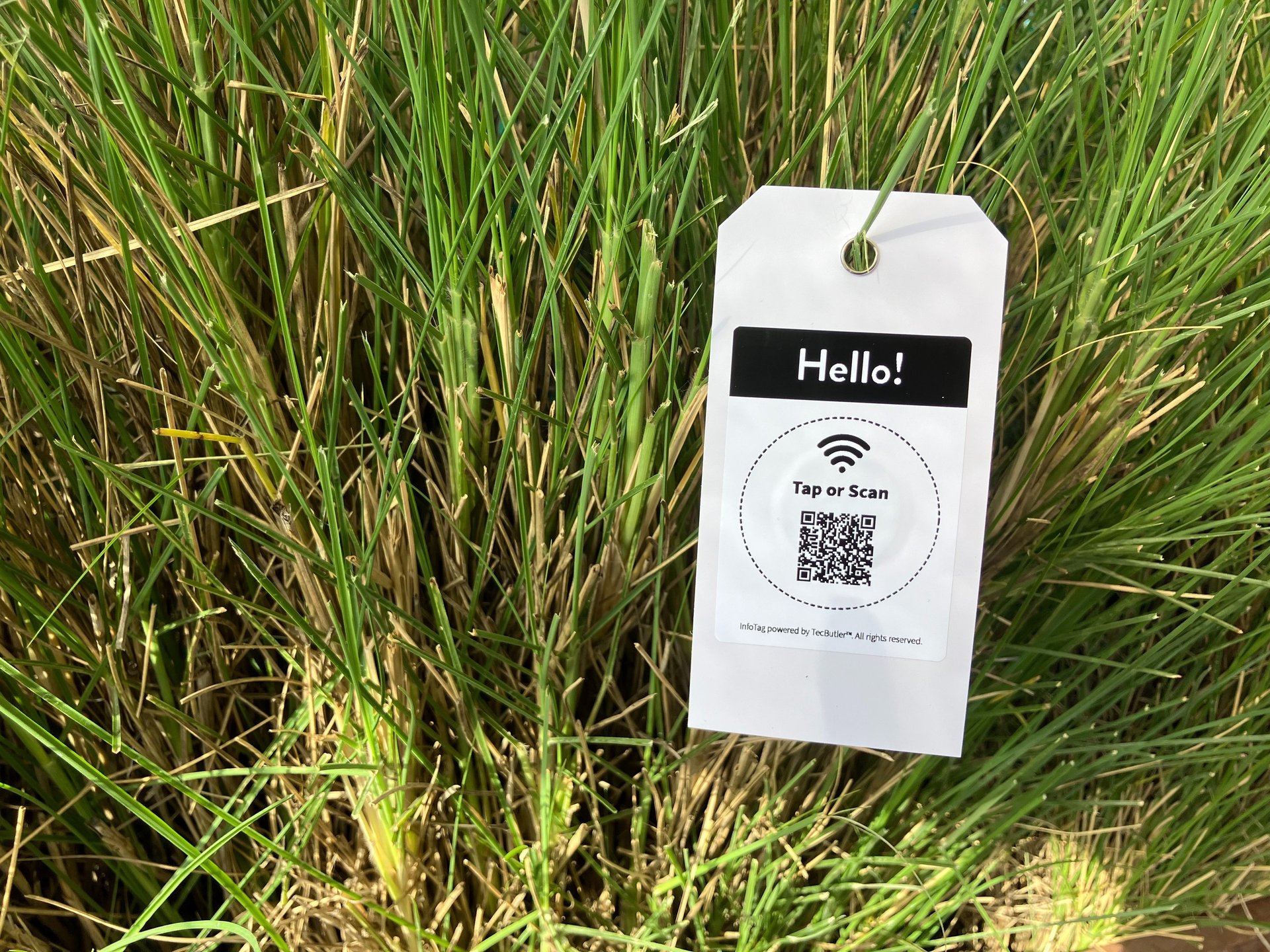 Succulents and plants on display in a greenhouse.