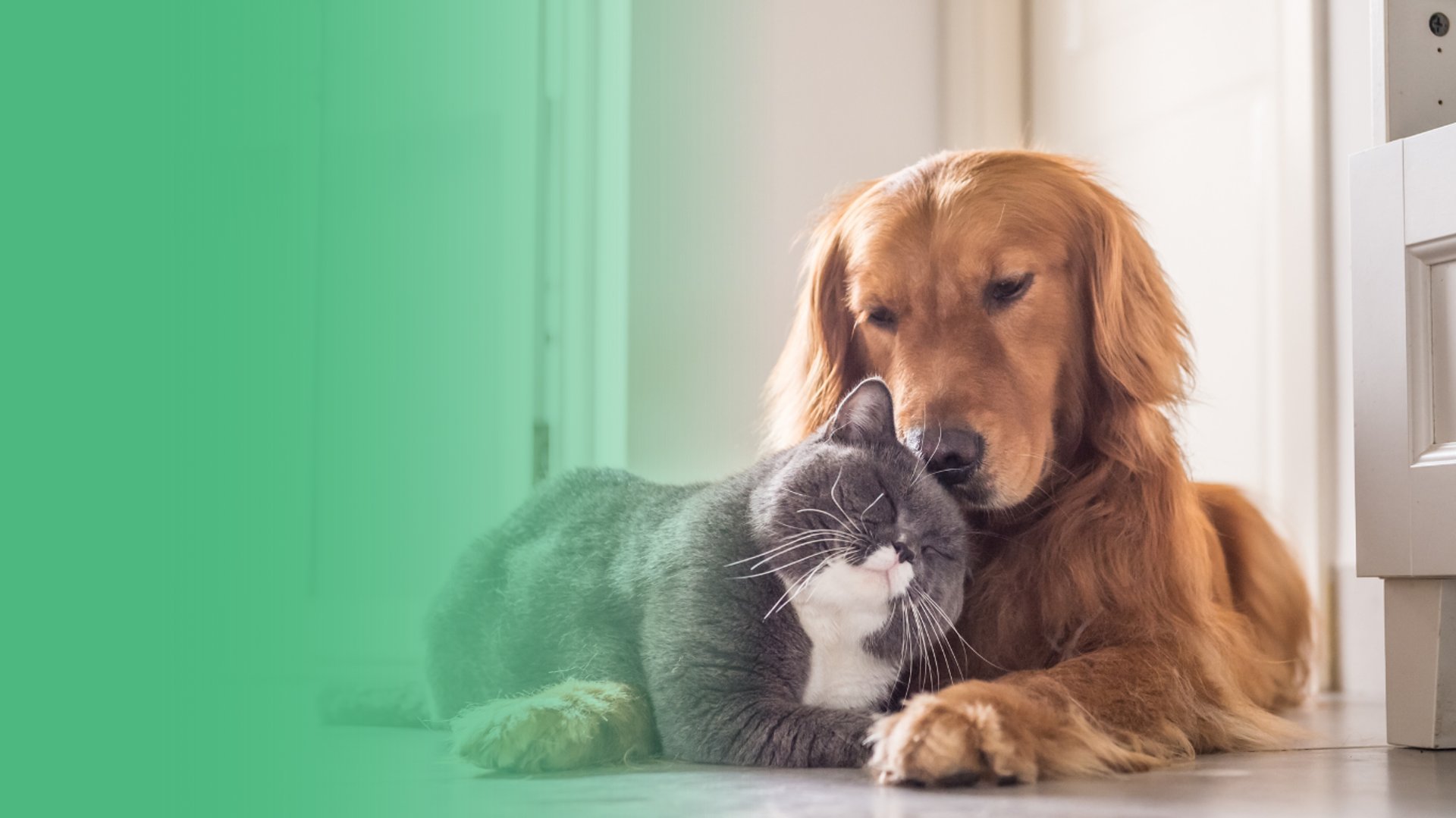shallow focus photography of white shih tzu puppy running on the grass