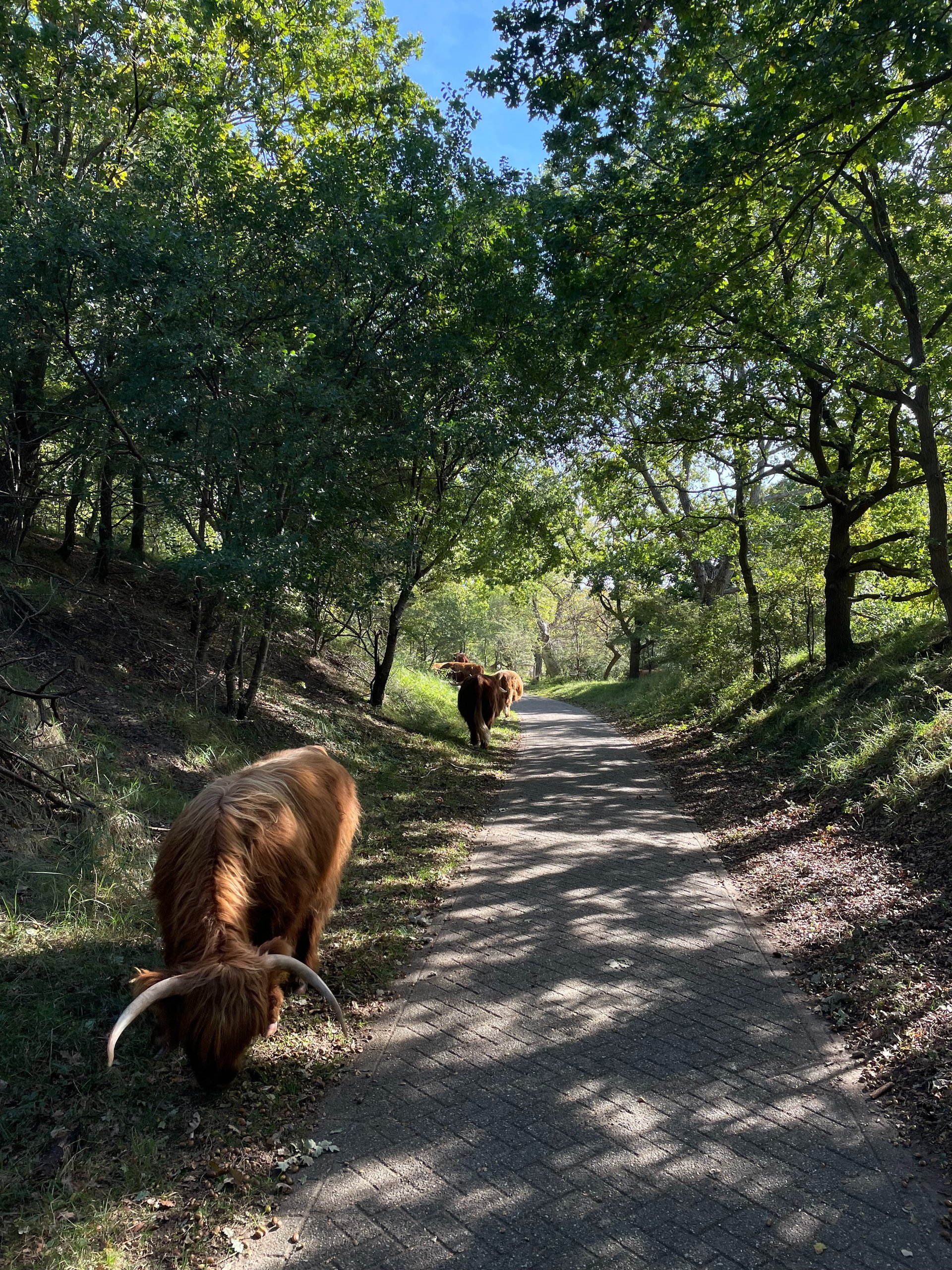 brown pathway surrounded trees