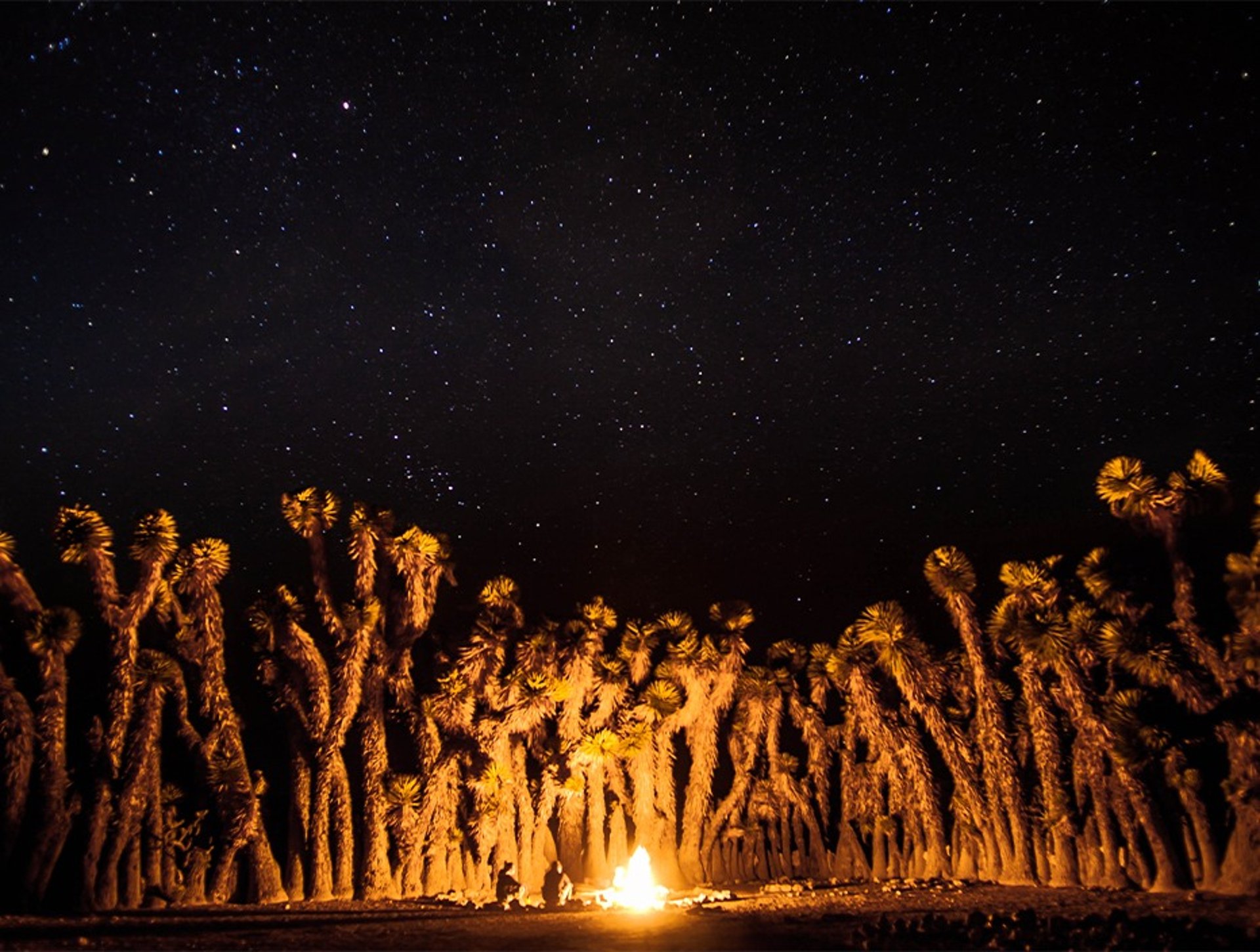 fire in the dark during night time
