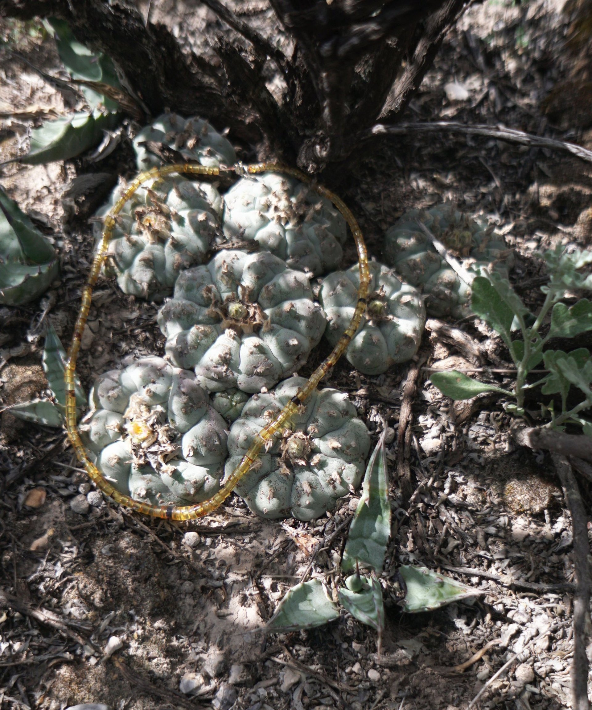 difficult roads lead to beautiful destinations desk decor