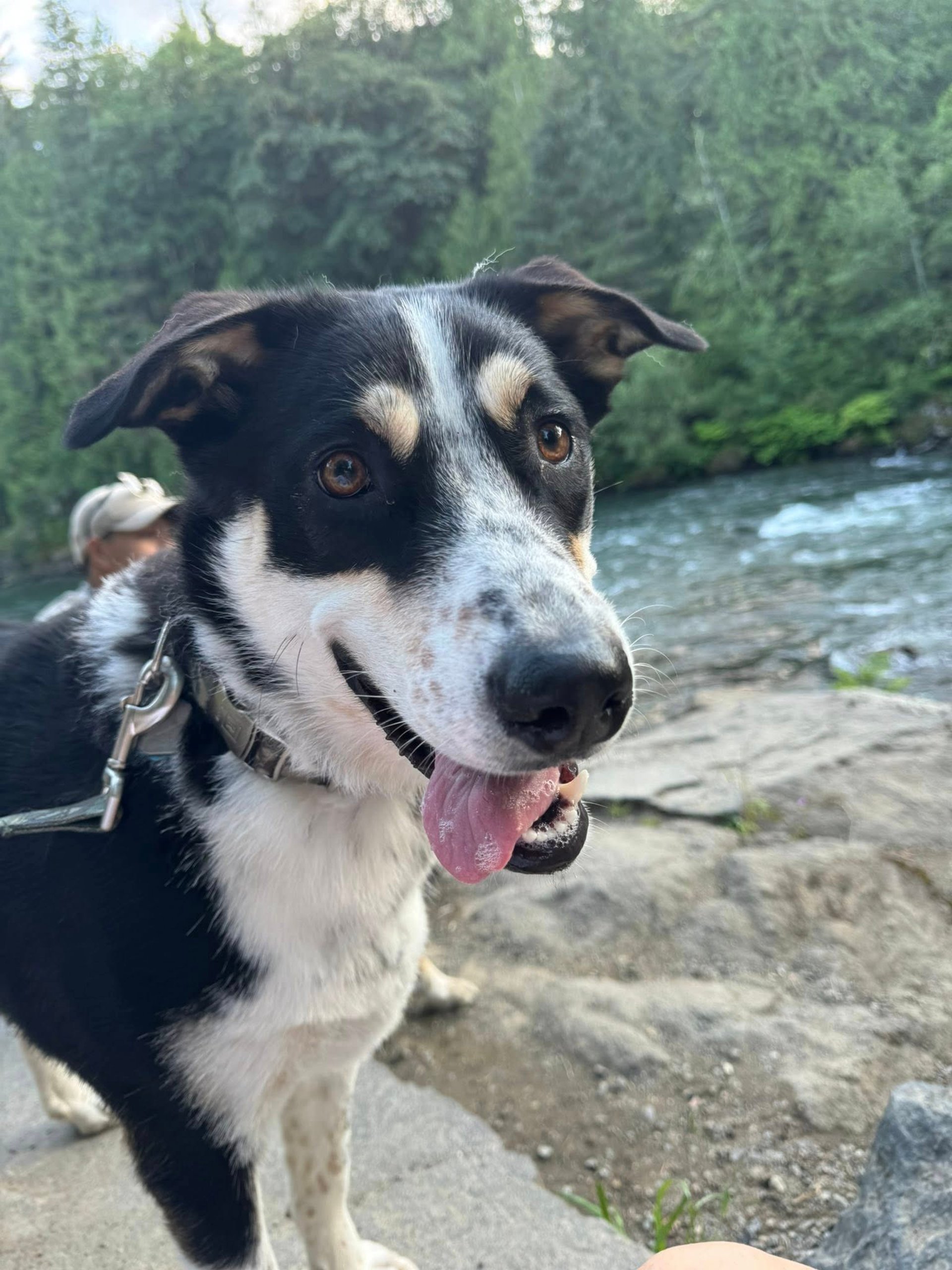 a man sitting on a rocky beach next to a dog