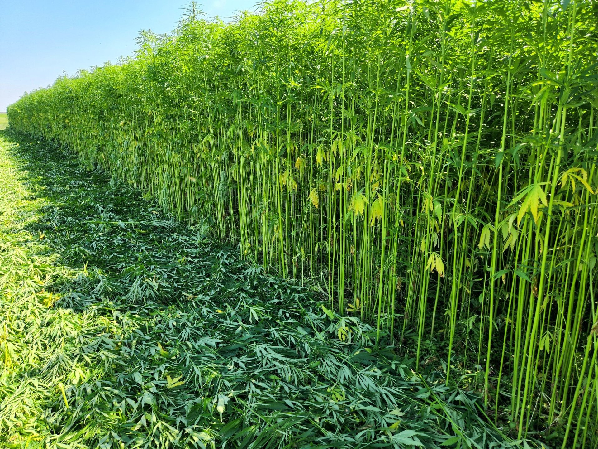 aerial photography of green fields
