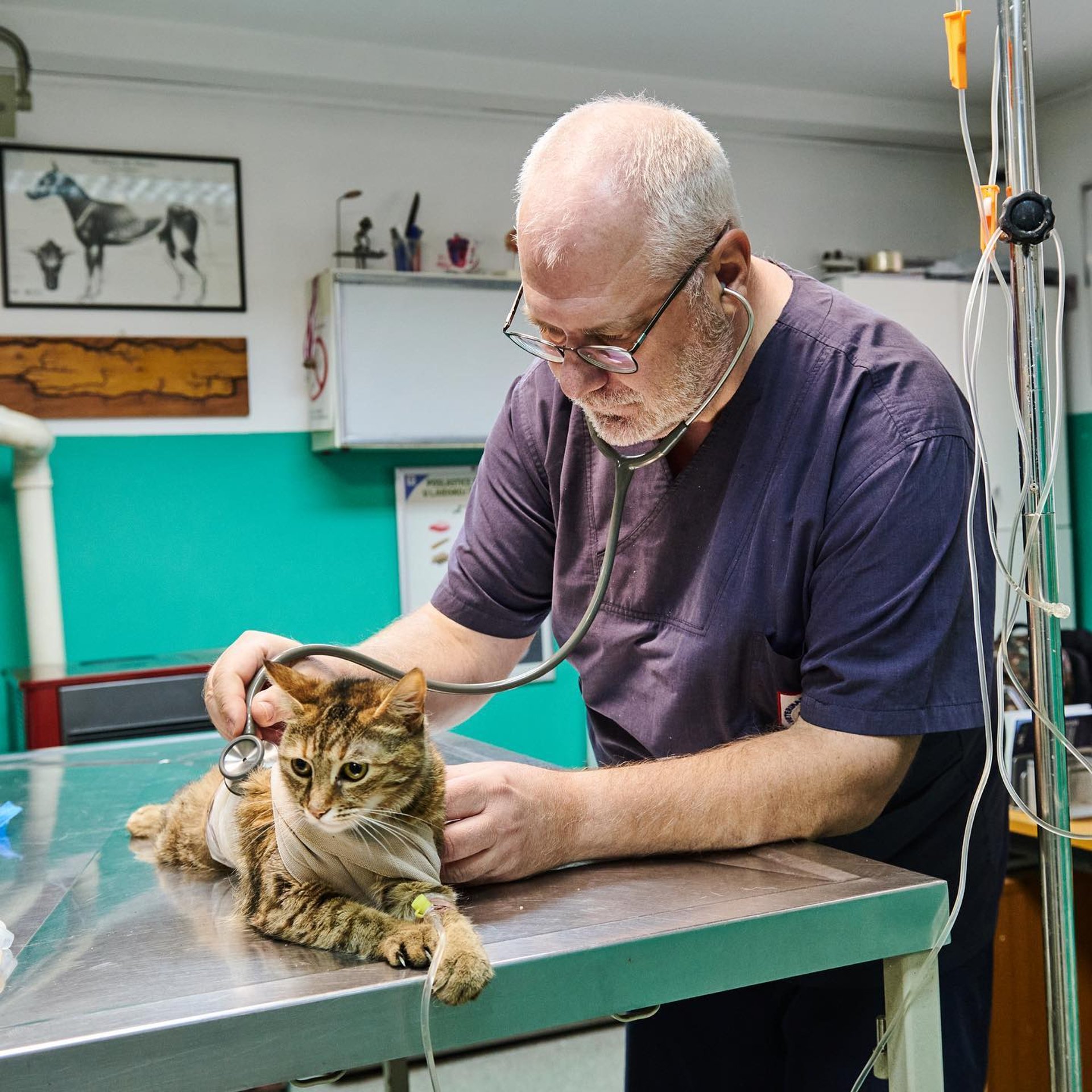 Dr Vladimir Cirkovic preslusava macku stetoskopom u ambulanti – dezurni veterinar 00–24