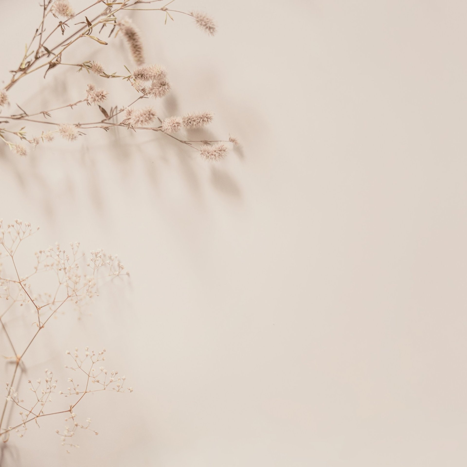 white and blue butterfly on white wall