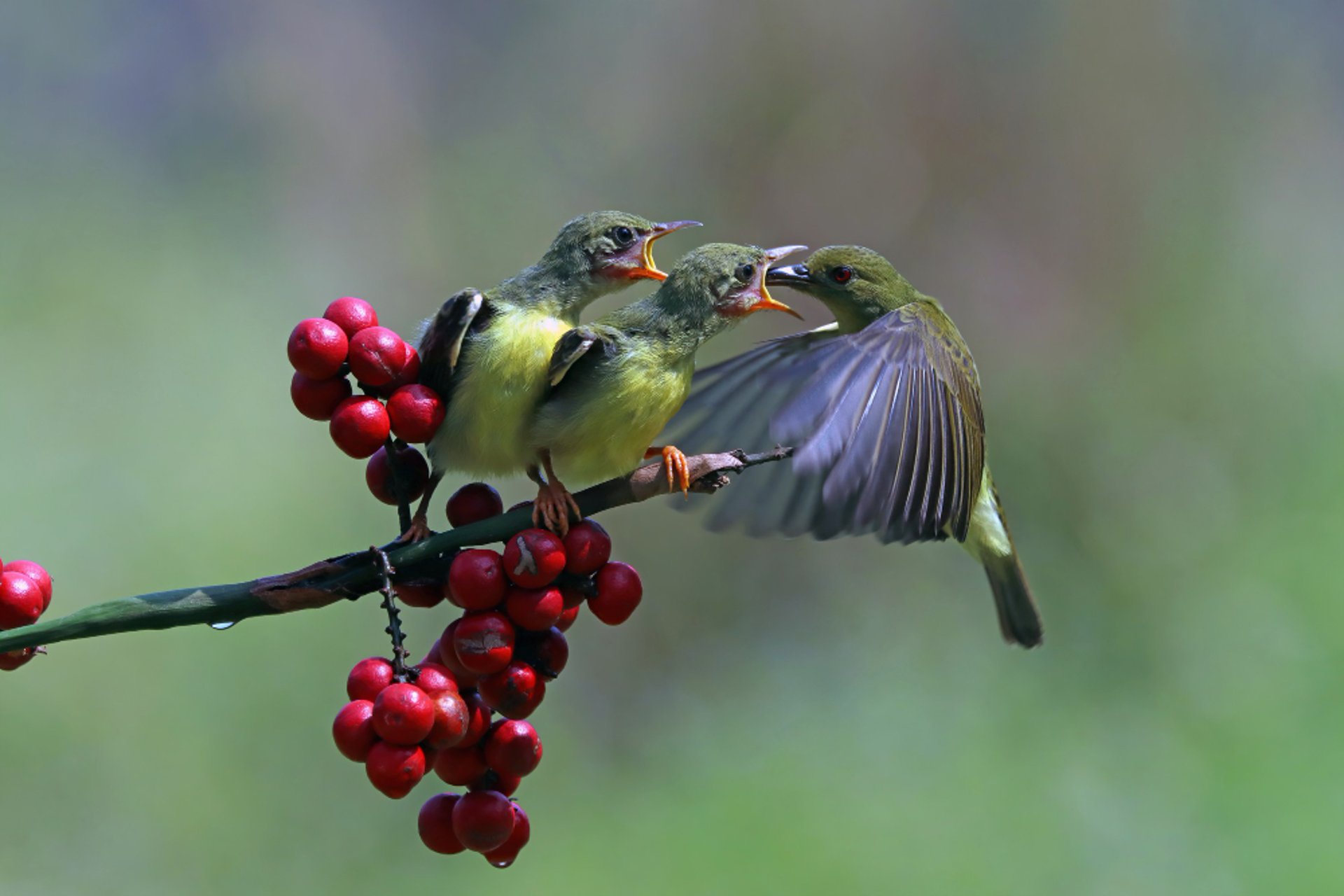 L'Aube des Oiseaux au Fort Condé