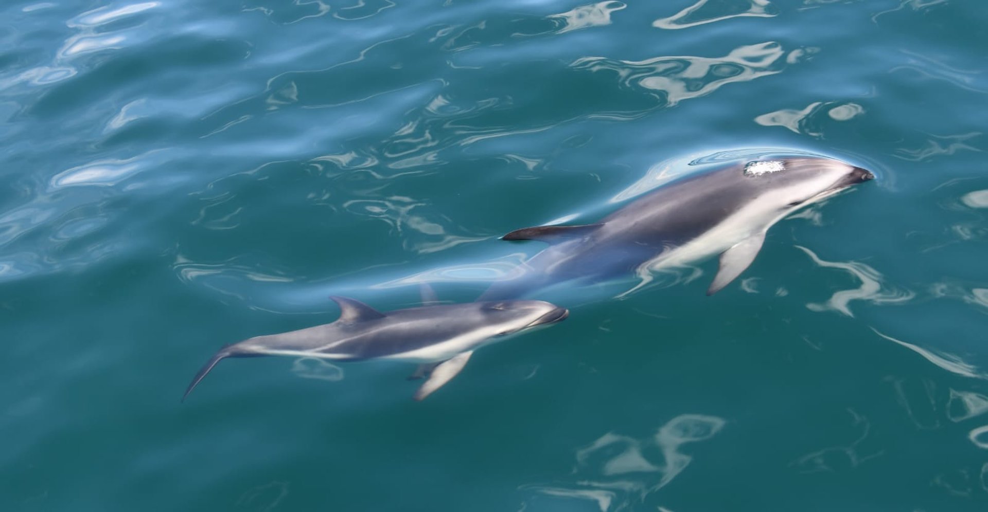 avistaje de delfines