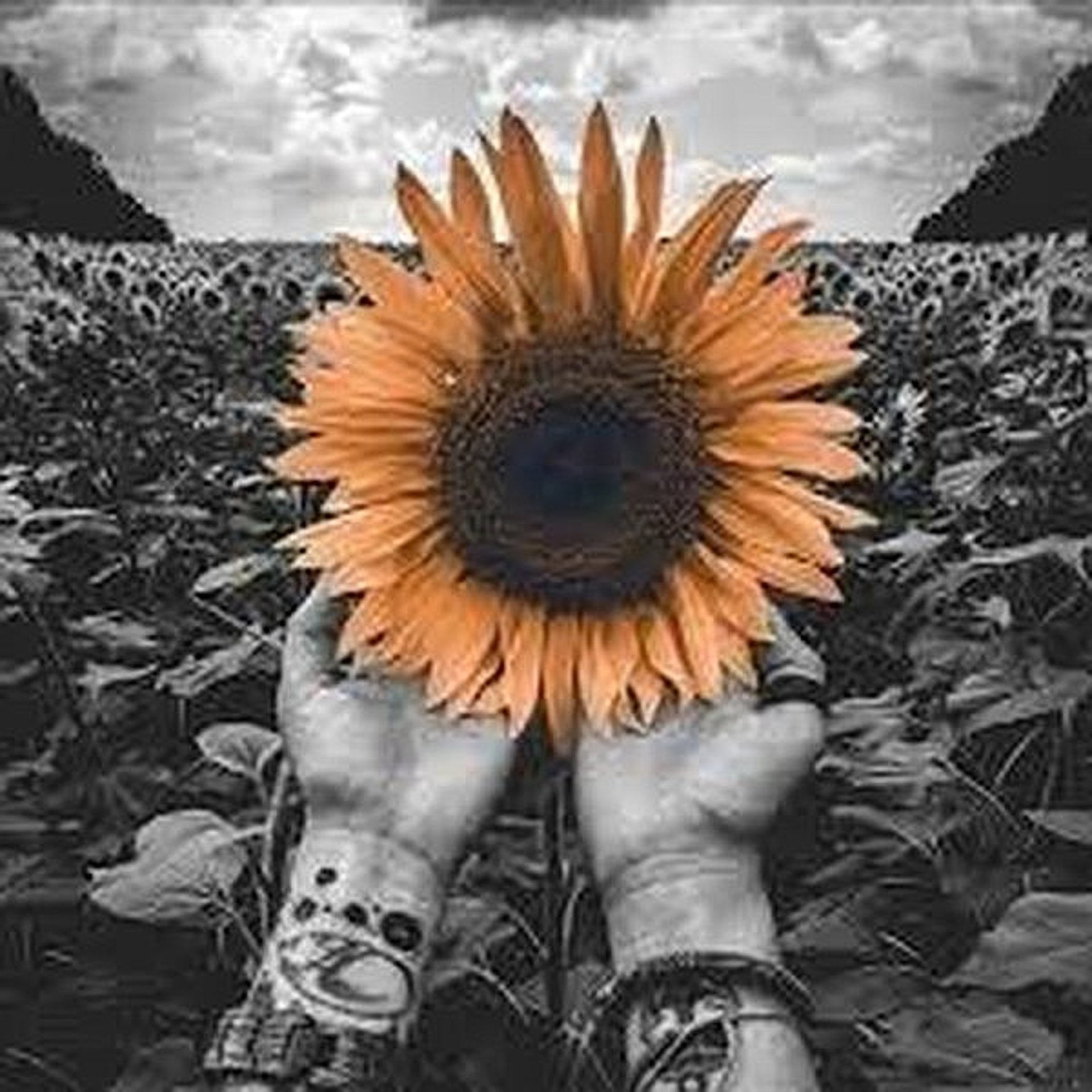 woman covering her eyes using sunflowers