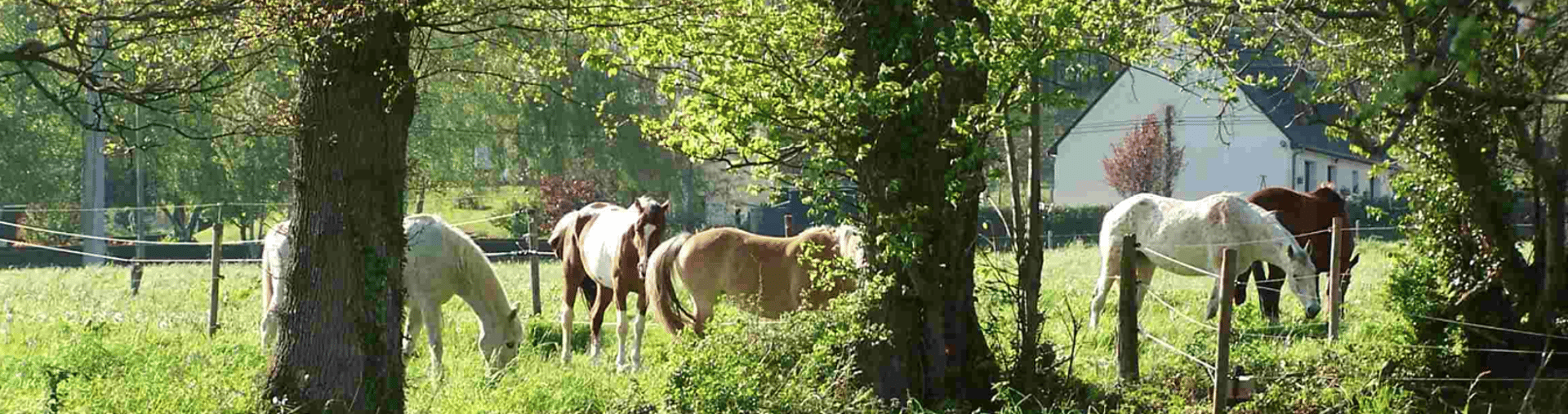 black and brown leather padded tub sofa