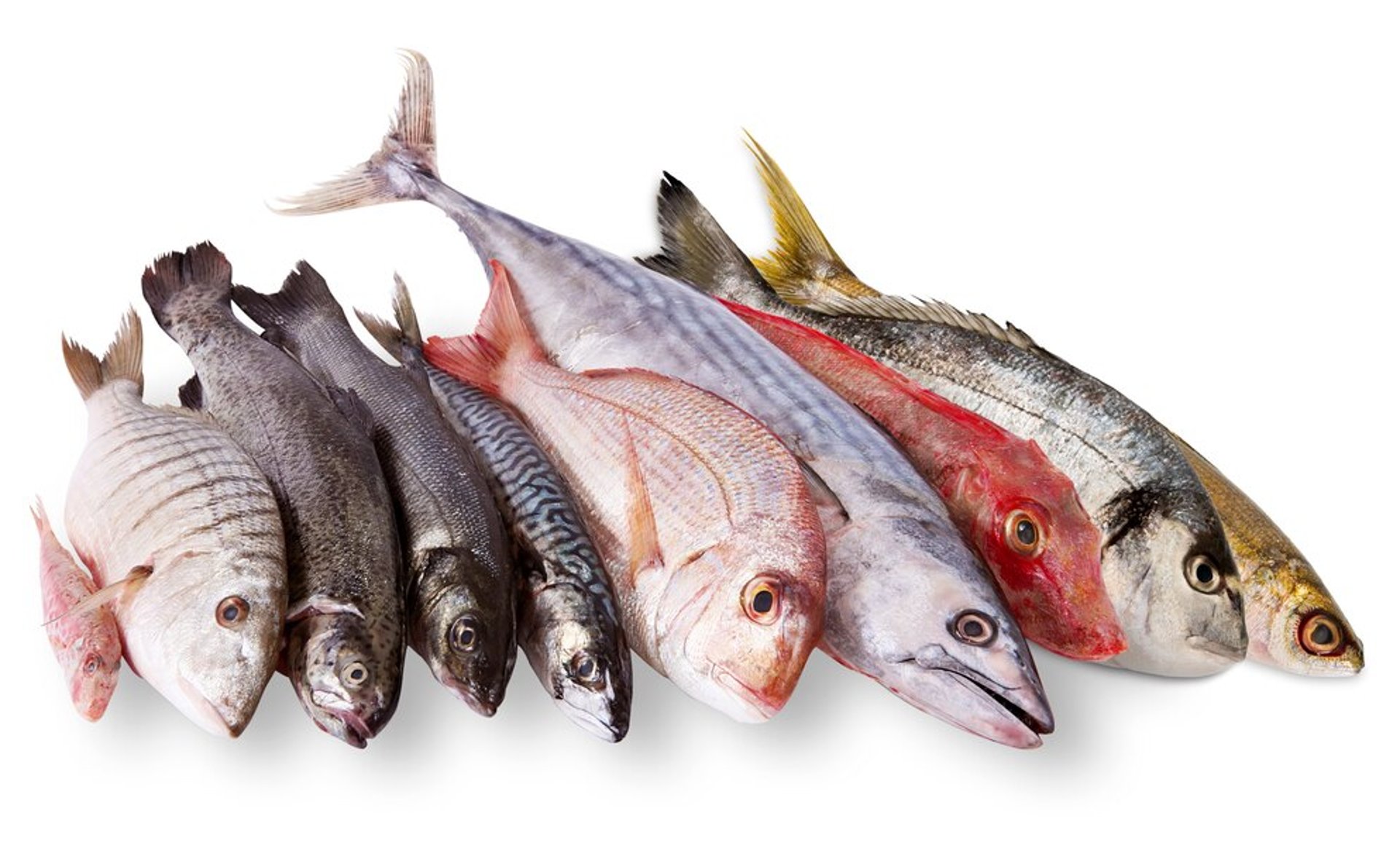 pile of gray fishes