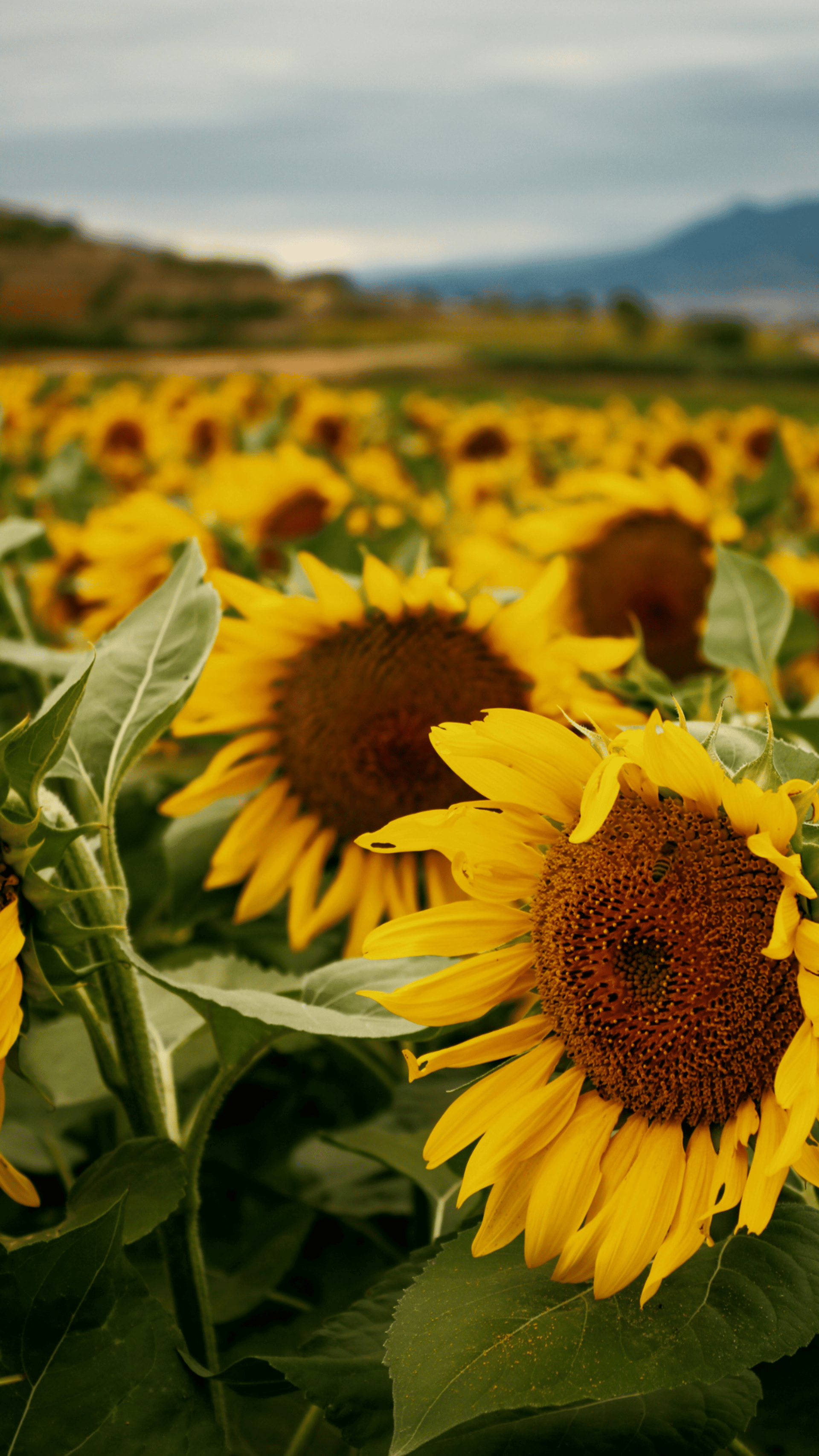 black and brown leather padded tub sofa