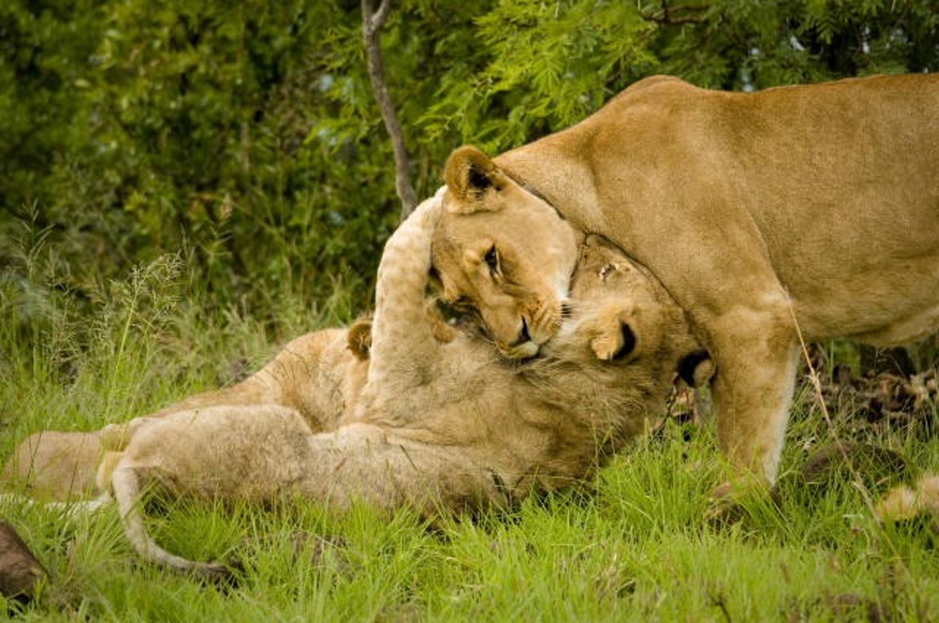 mountain range under blue sky
