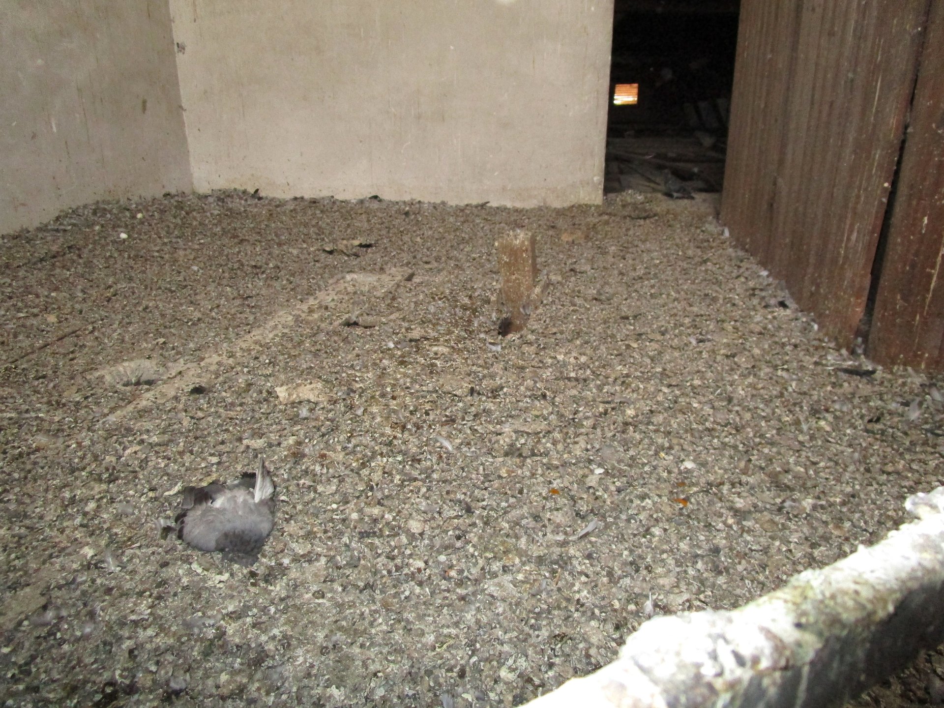 a flock of pigeons sitting on top of a building