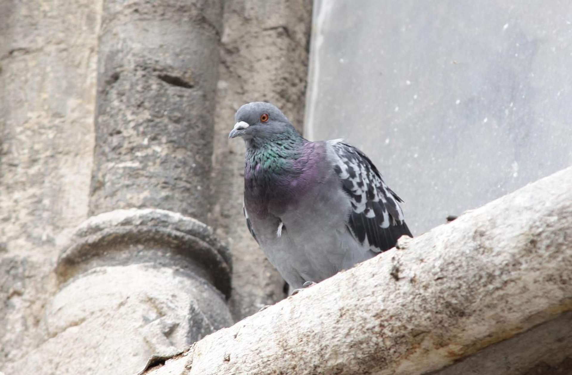 a flock of pigeons sitting on top of a building