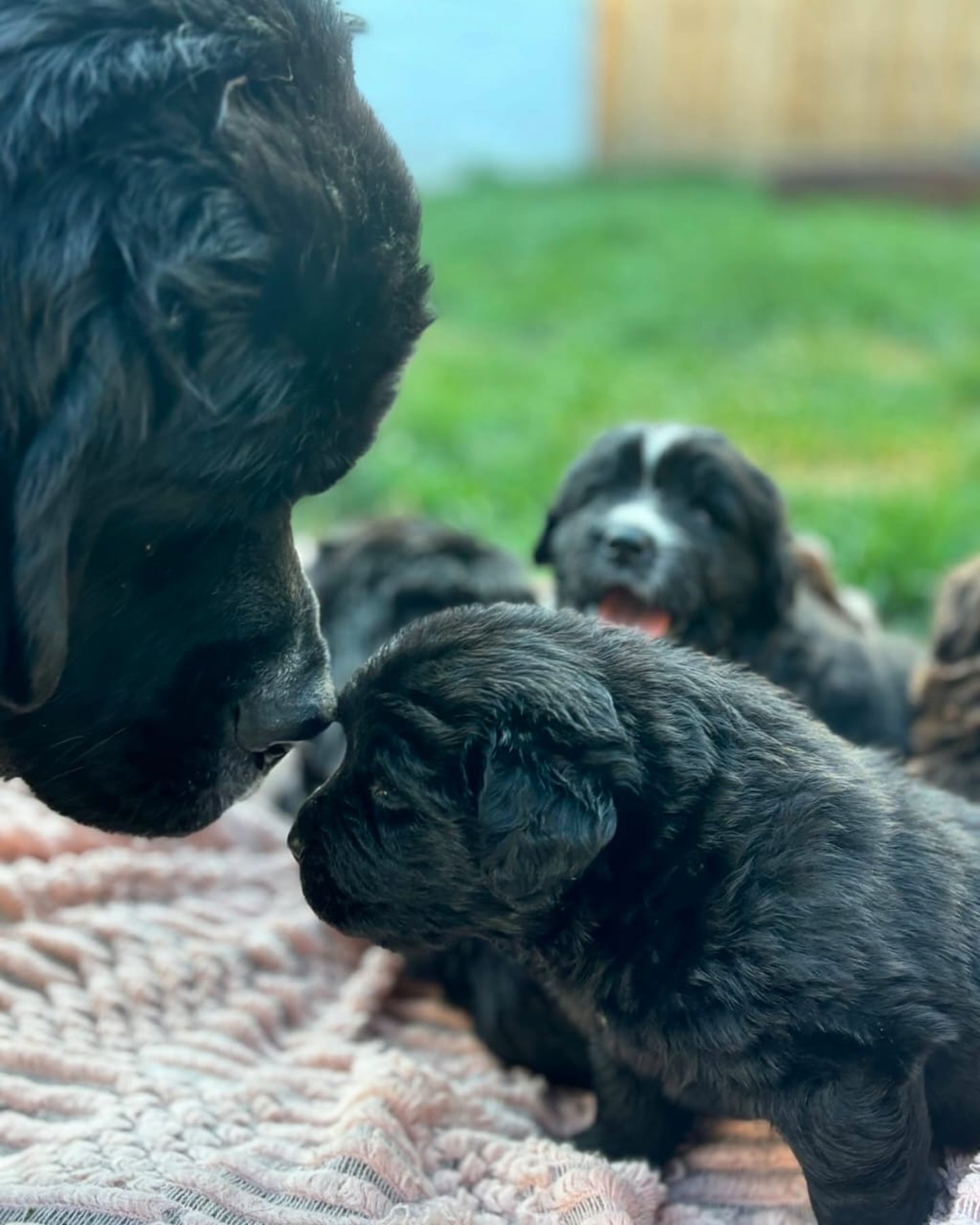 black and white bed linen