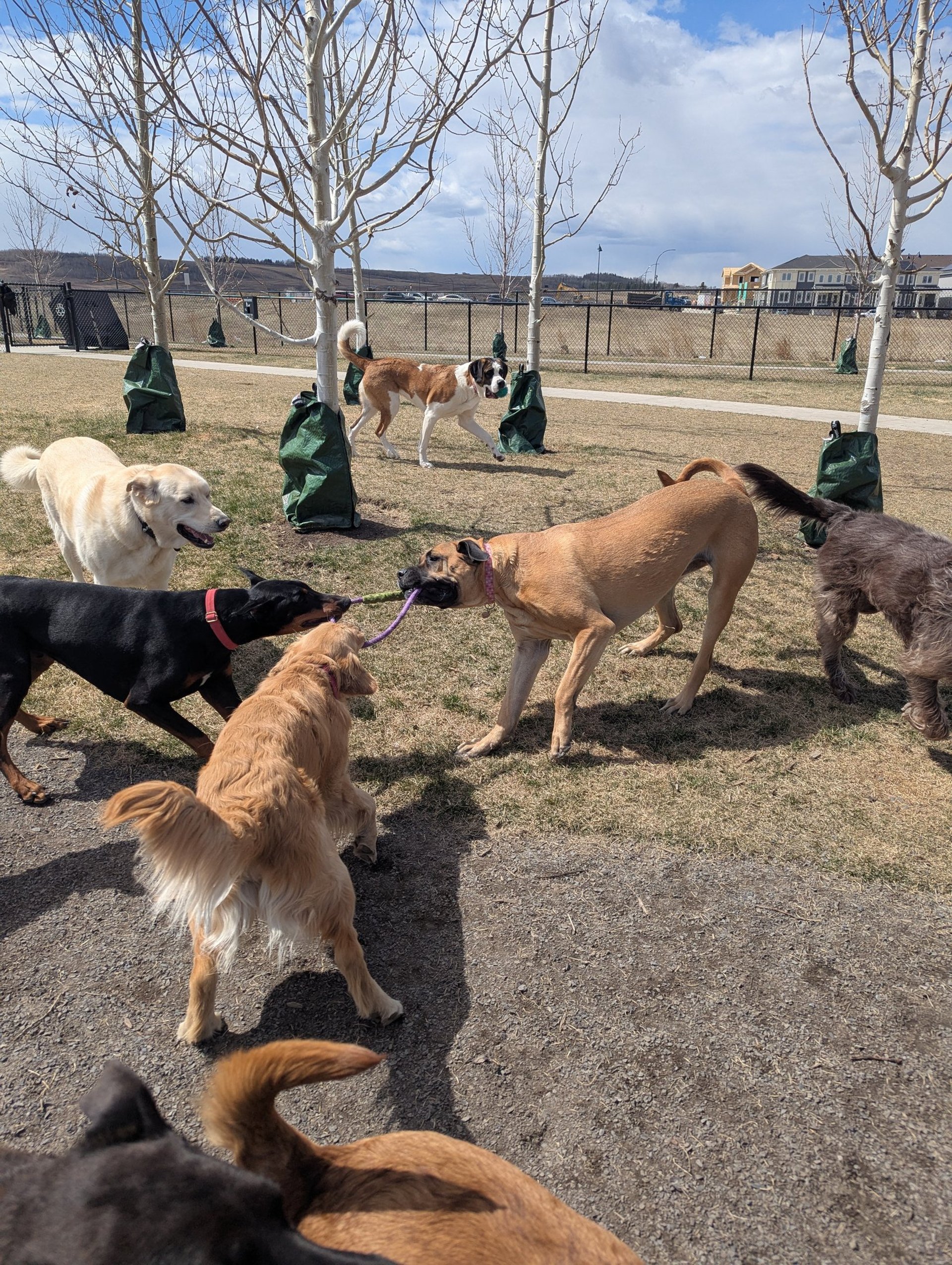 a group of dogs standing on top of a lush green field