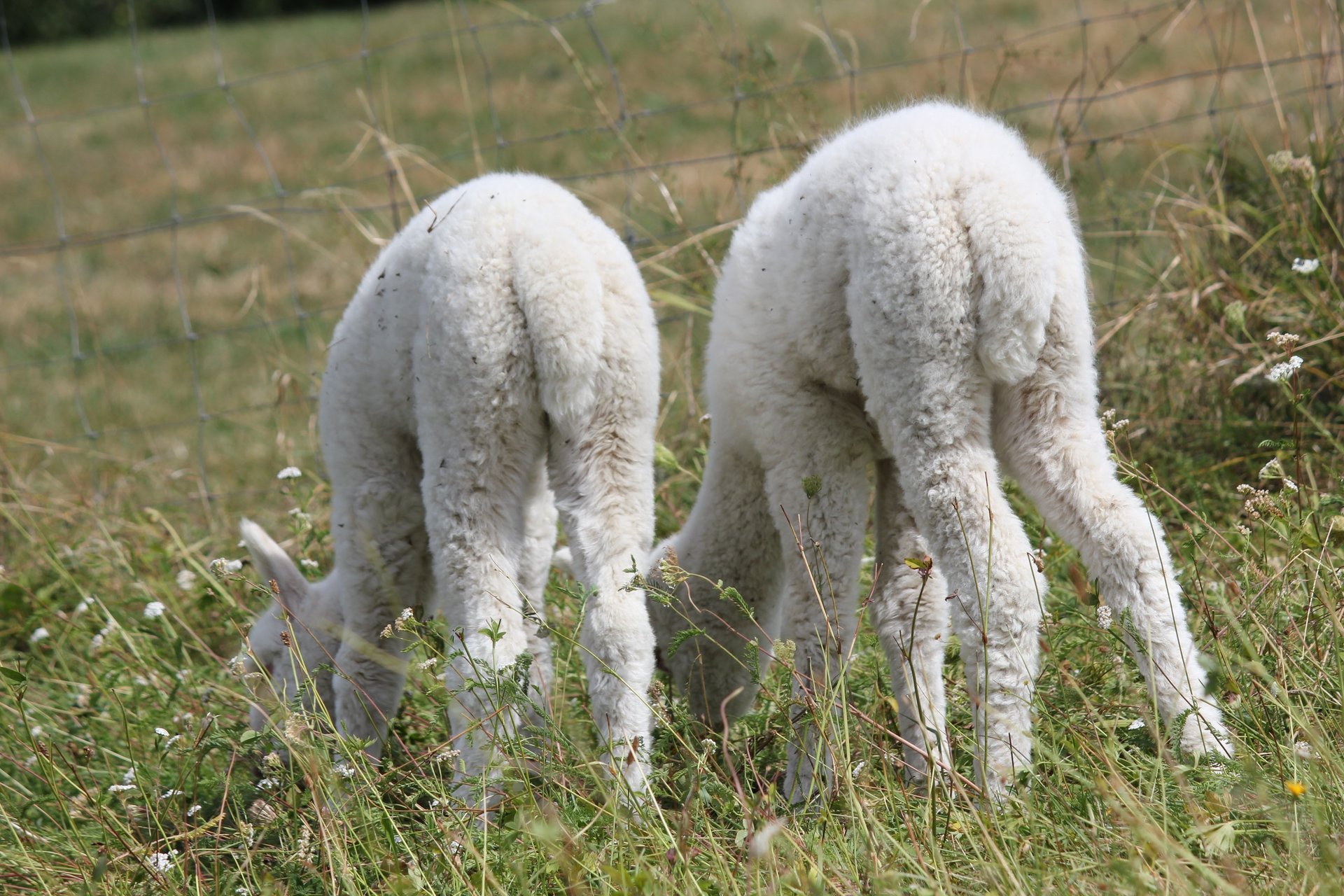 gray computer monitor