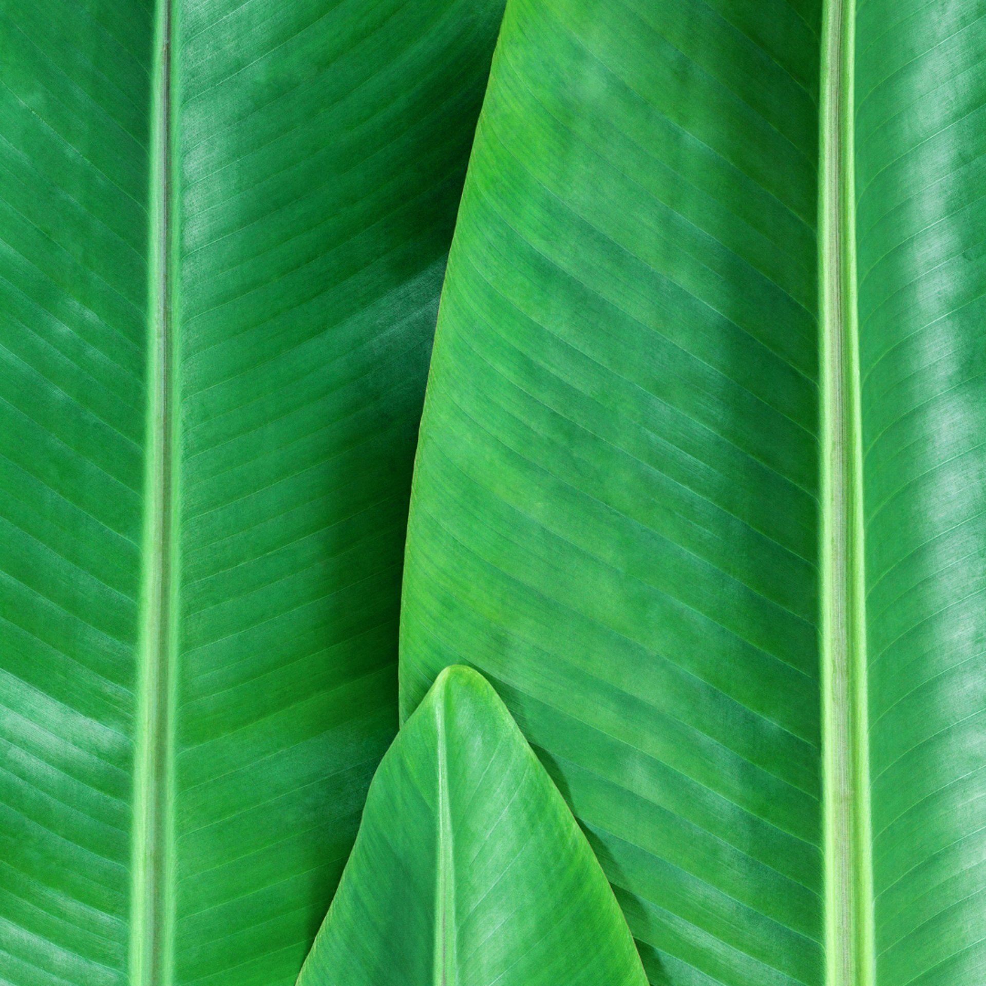 green and white striped textile