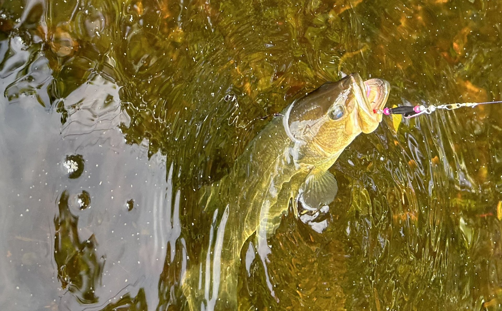woman holding dried flower